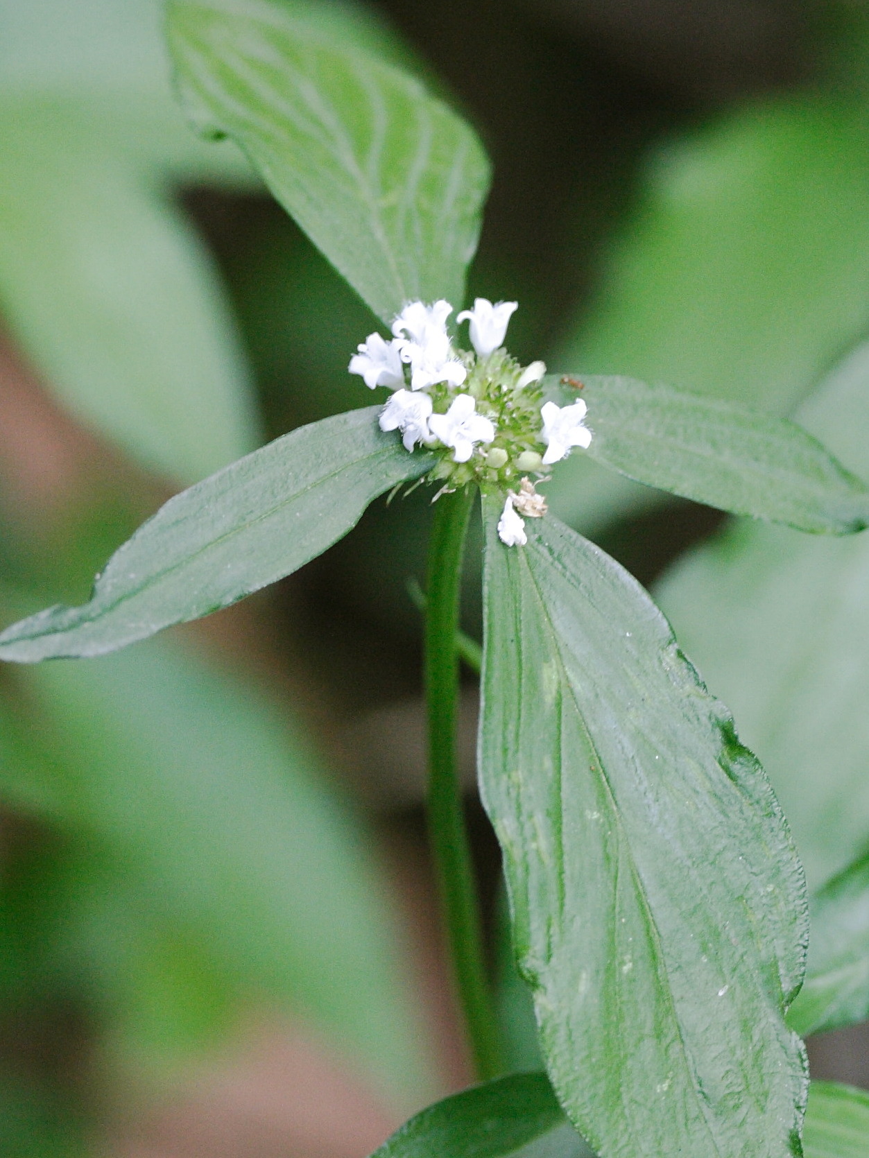 Afficher le média spermacoce_assurgens1md spermacoce_assurgens1md