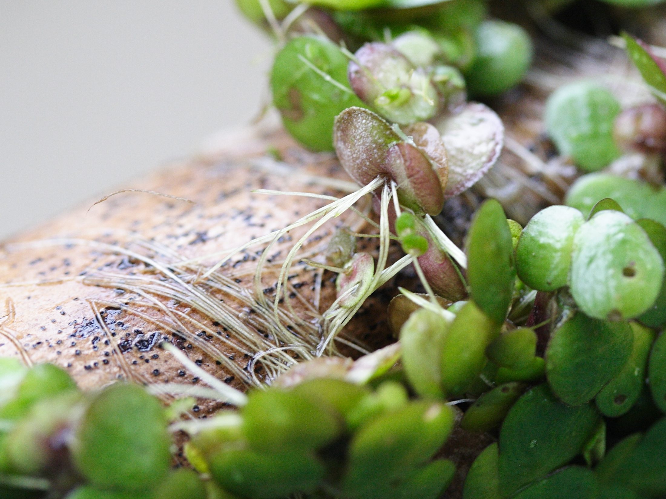 Afficher le média spirodela_polyrhiza2md spirodela_polyrhiza2md