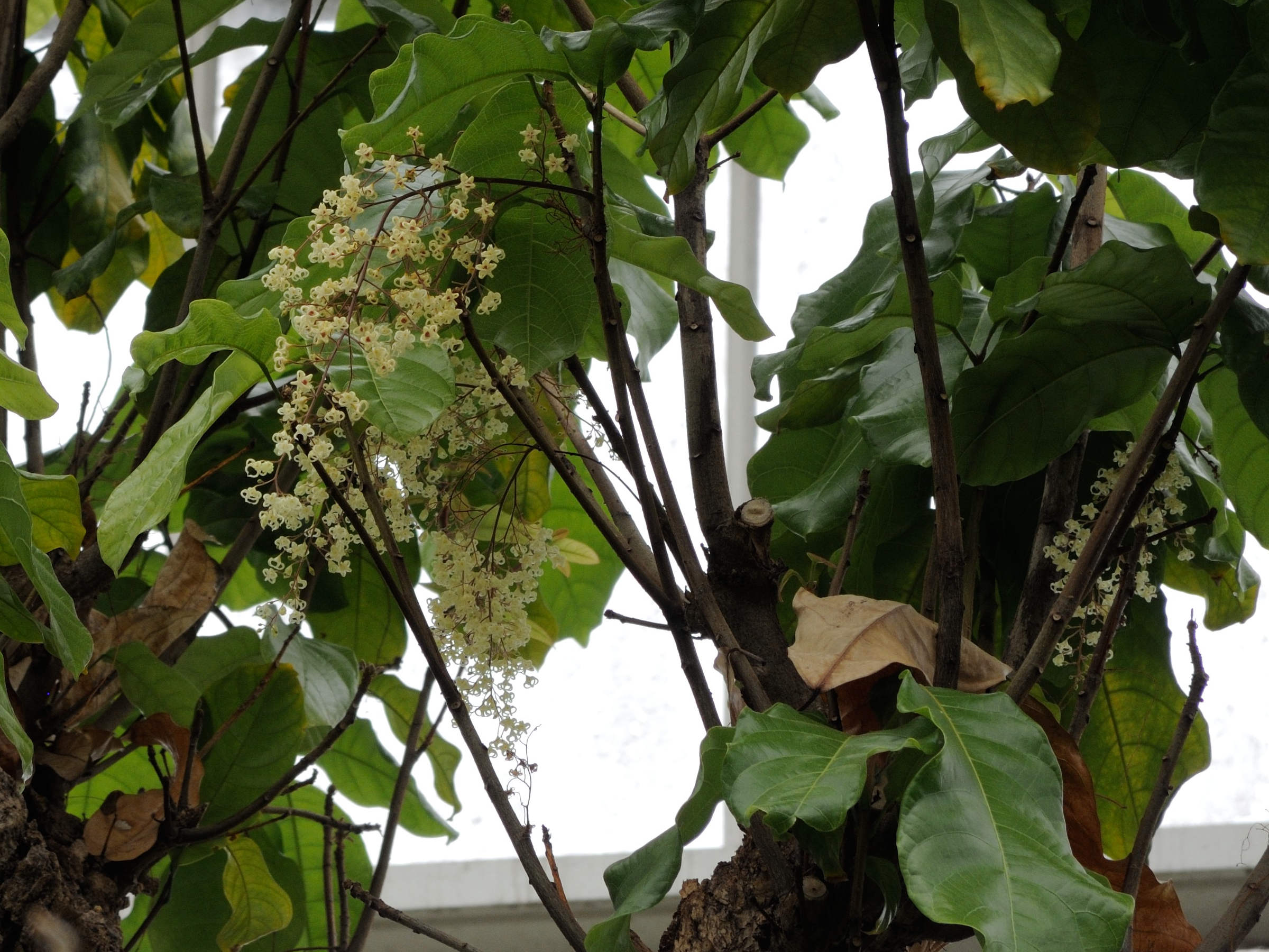 Afficher le média sterculia_balanghas2md sterculia_balanghas2md