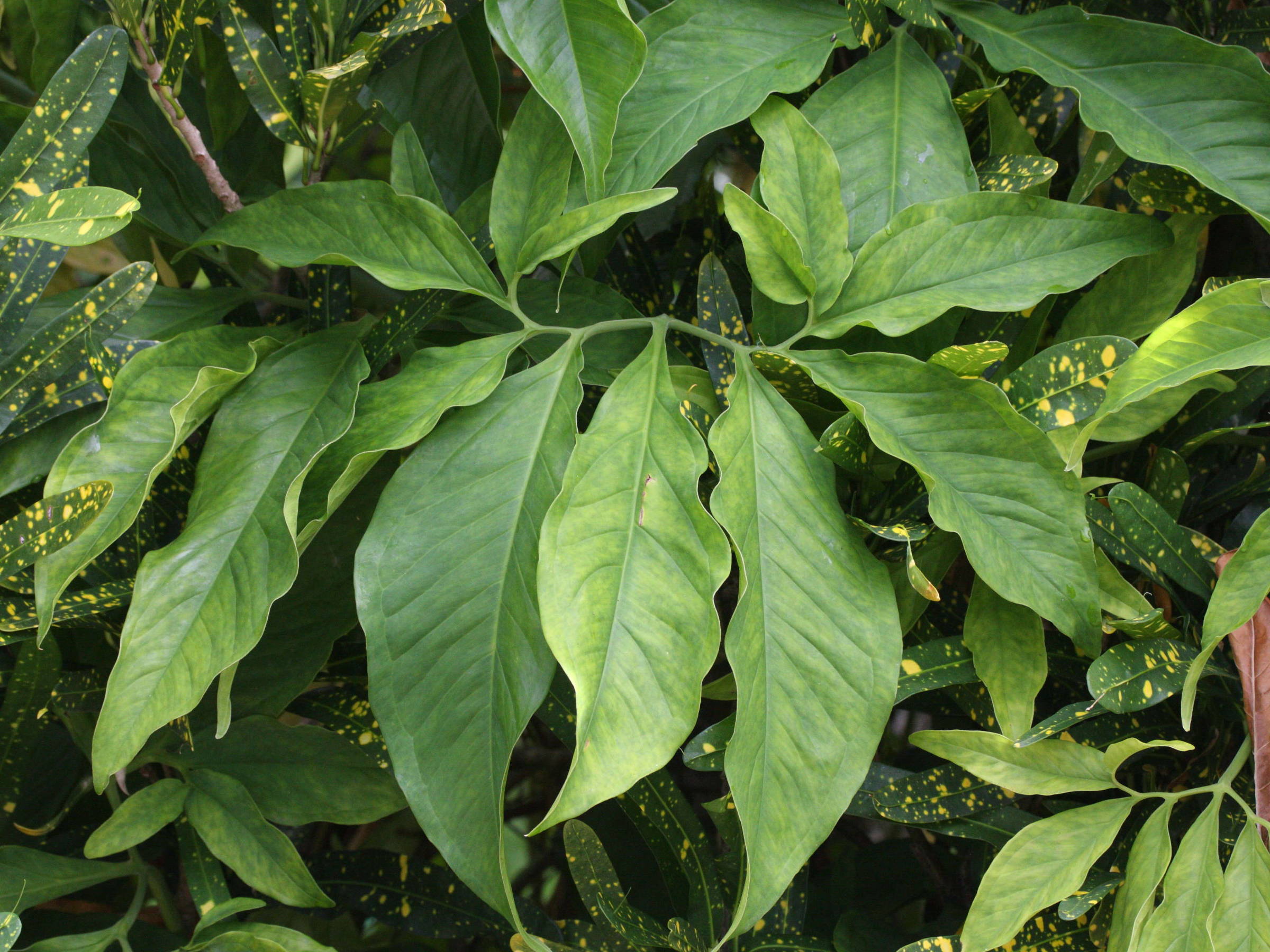 syngonium_podophyllum2md