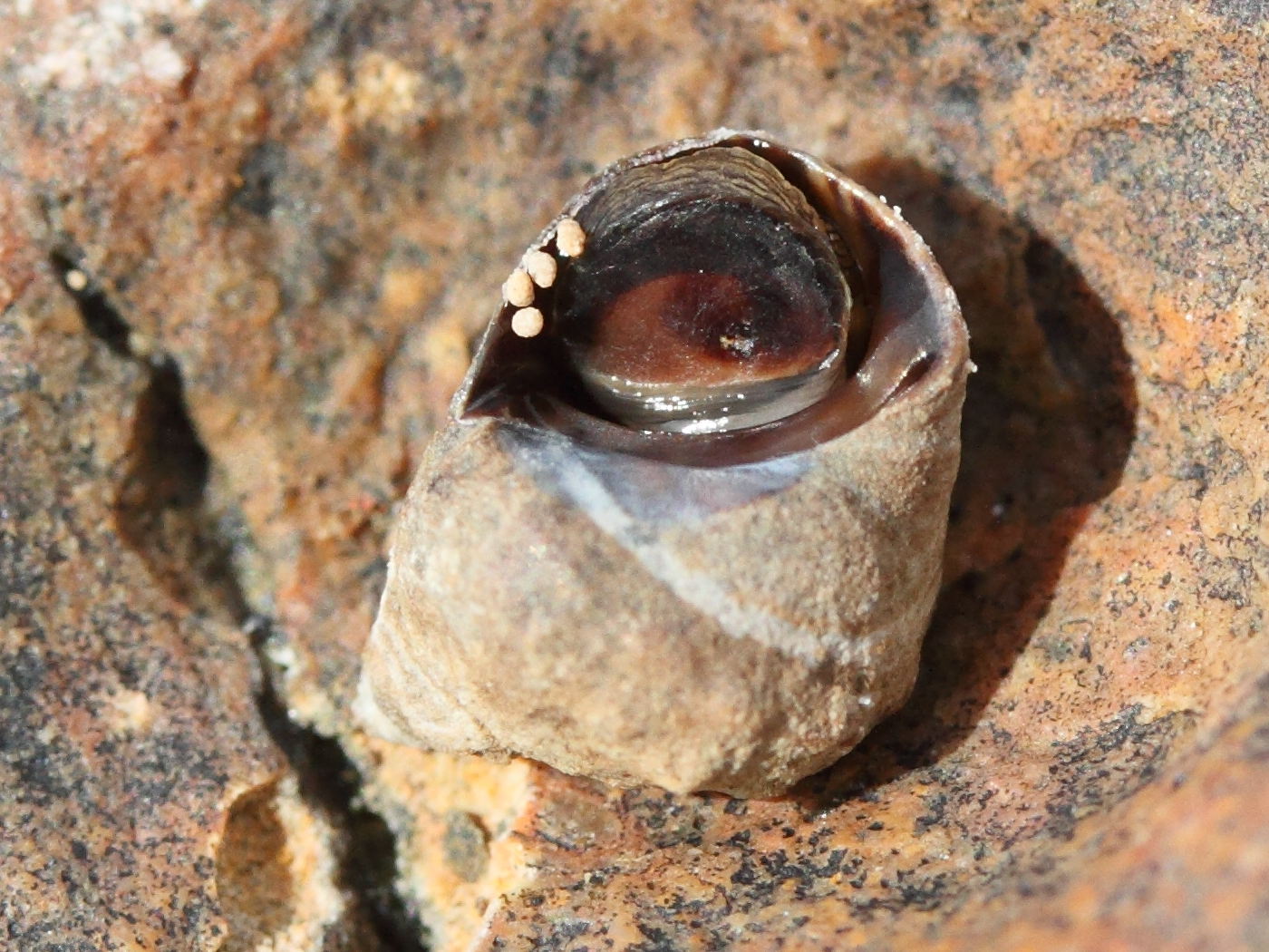 tectarius_striatus2md