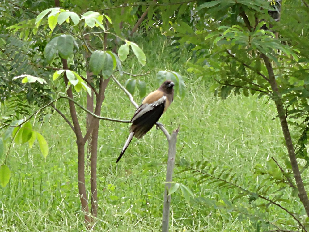 temia_vagabonde_-_dendrocitta_vagabunda1gc