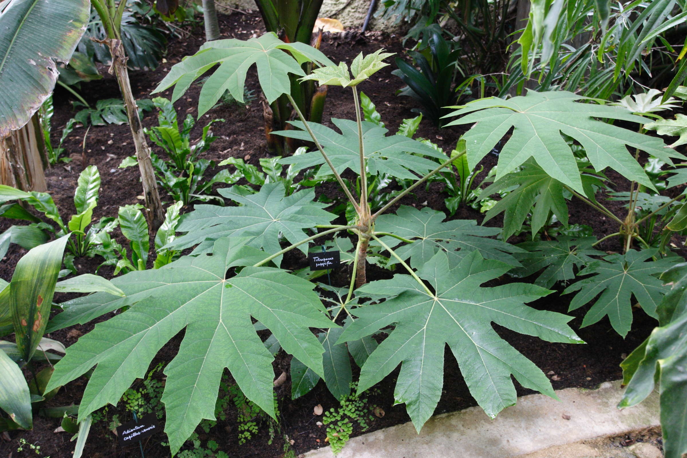 Afficher le média tetrapanax_papyrifer1md tetrapanax_papyrifer1md