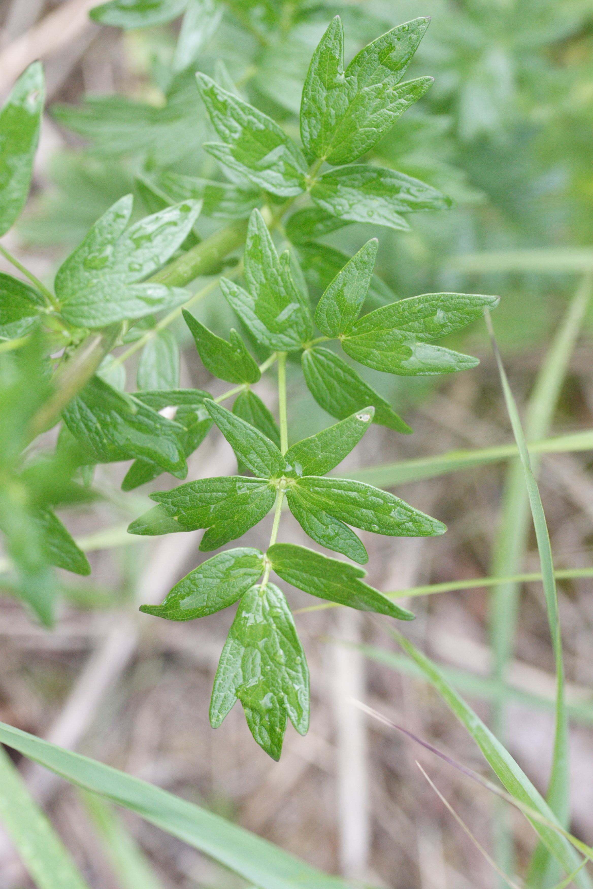 Afficher le média Thalictrum_flavum Thalictrum_flavum