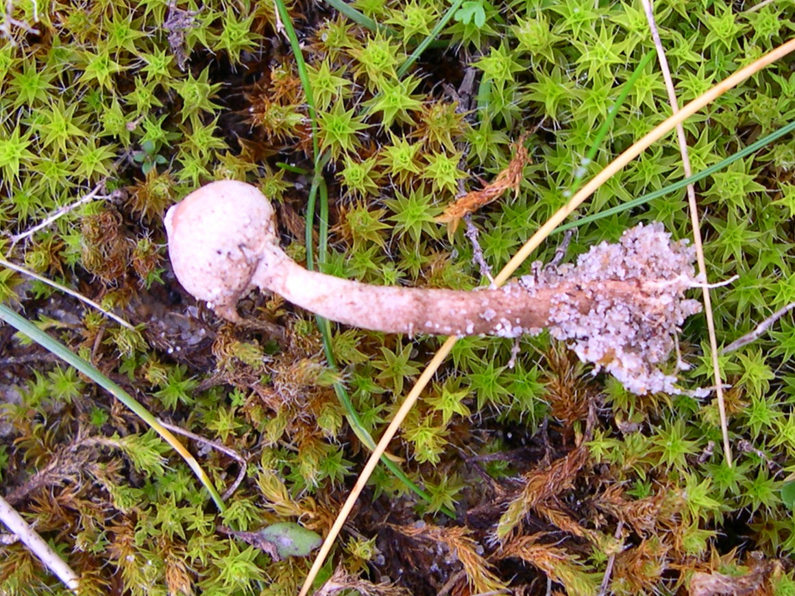 Afficher le média tulostoma_brumale1md tulostoma_brumale1md