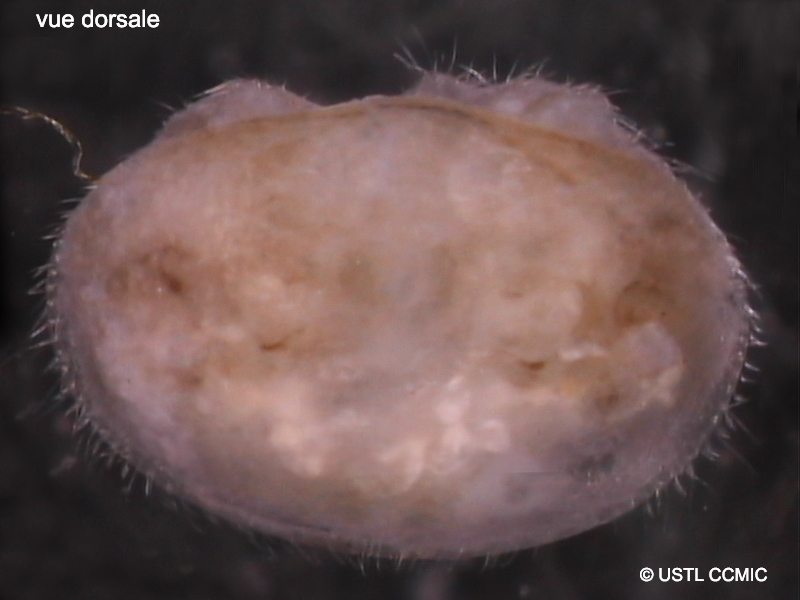 varroa_jacobsoni1ccmic