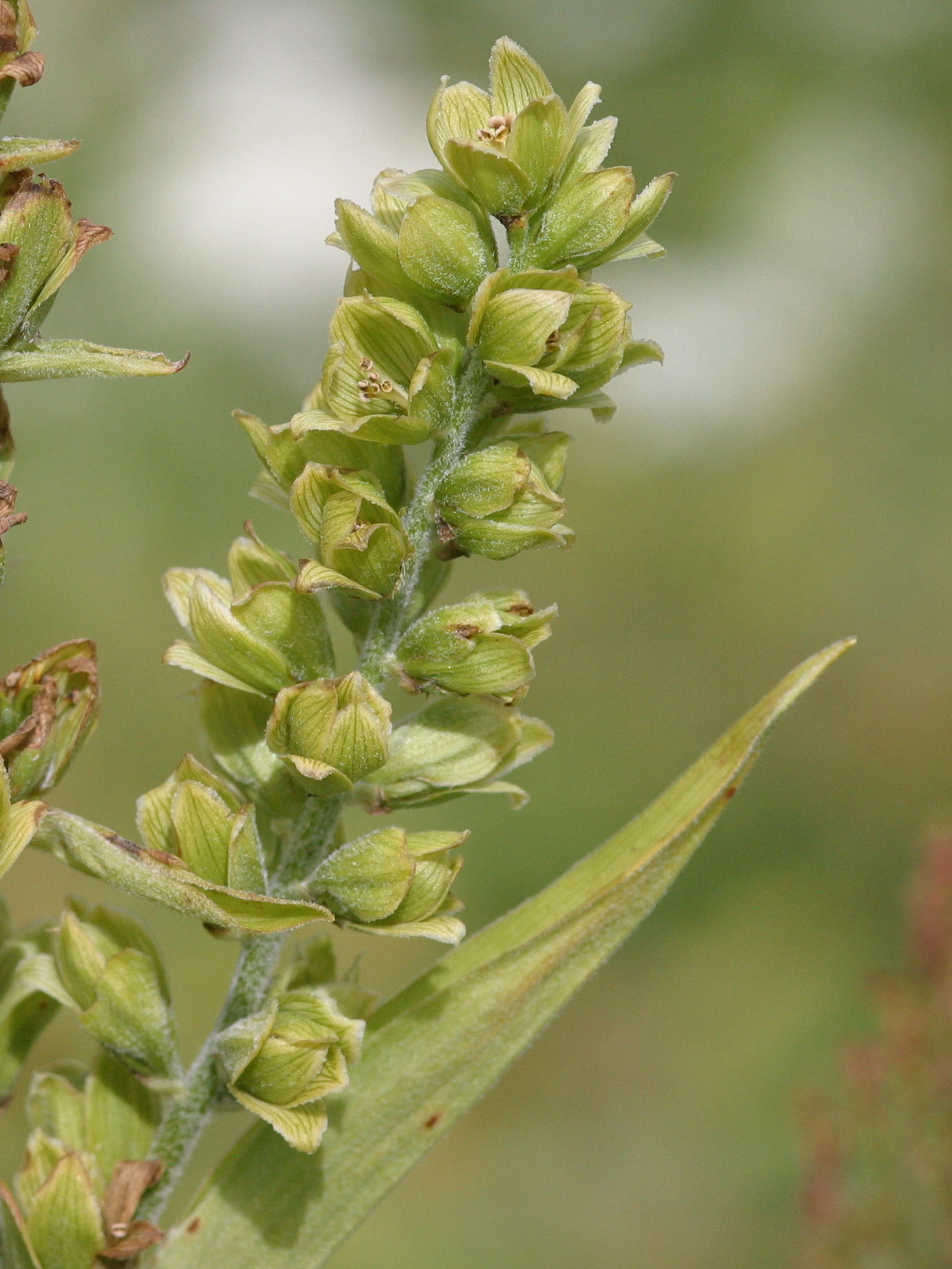 Afficher le média veratrum_album3bd veratrum_album3bd