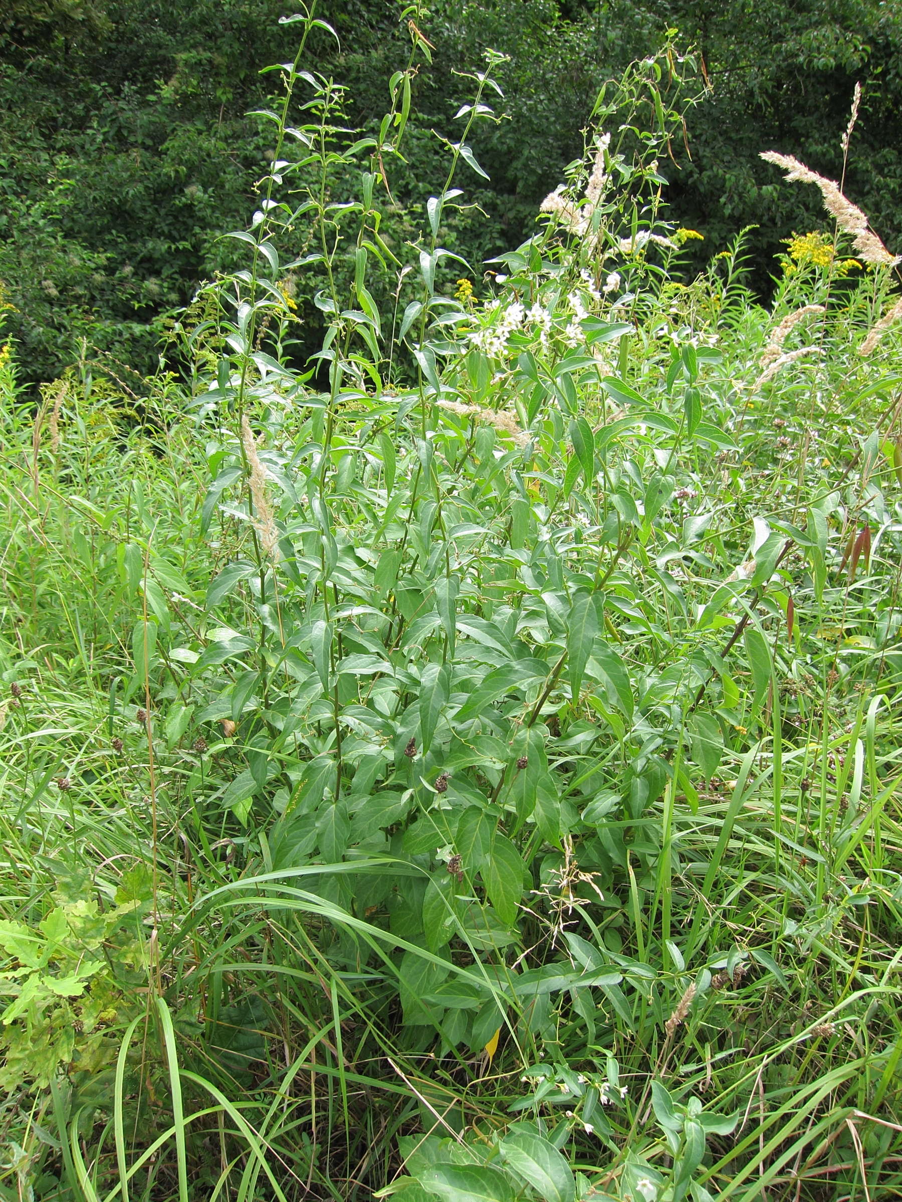 vincetoxicum_hirundinaria1bbd