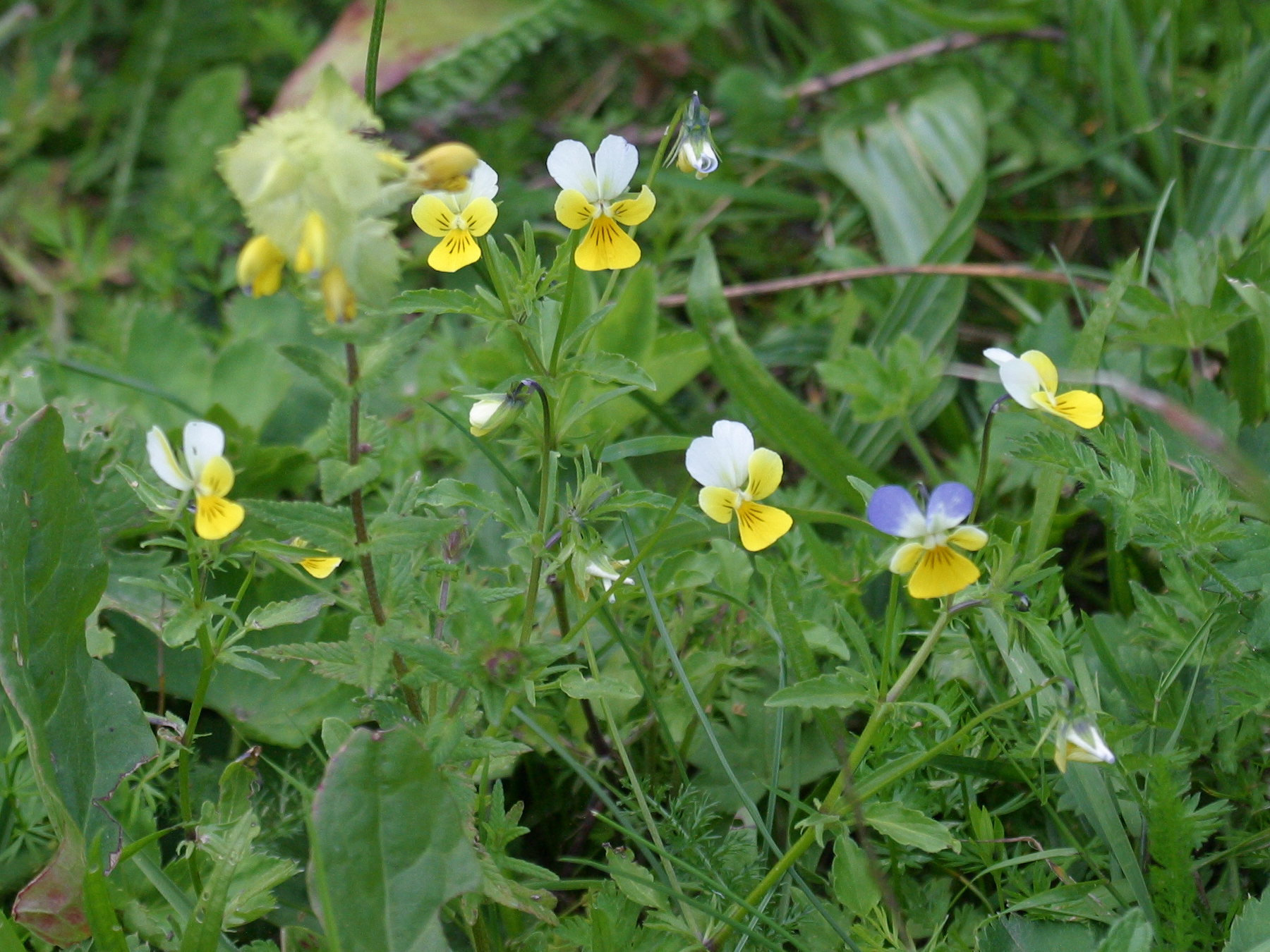 viola_tricolor_subalpina1bd