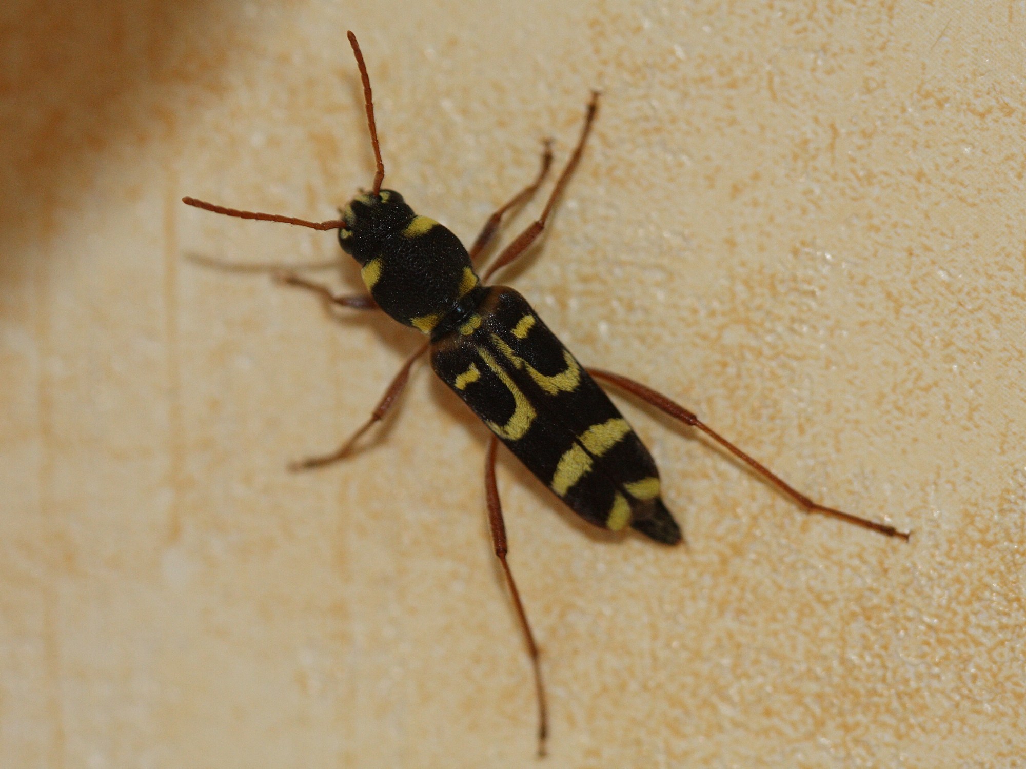 xylotrechus_arvicola3md