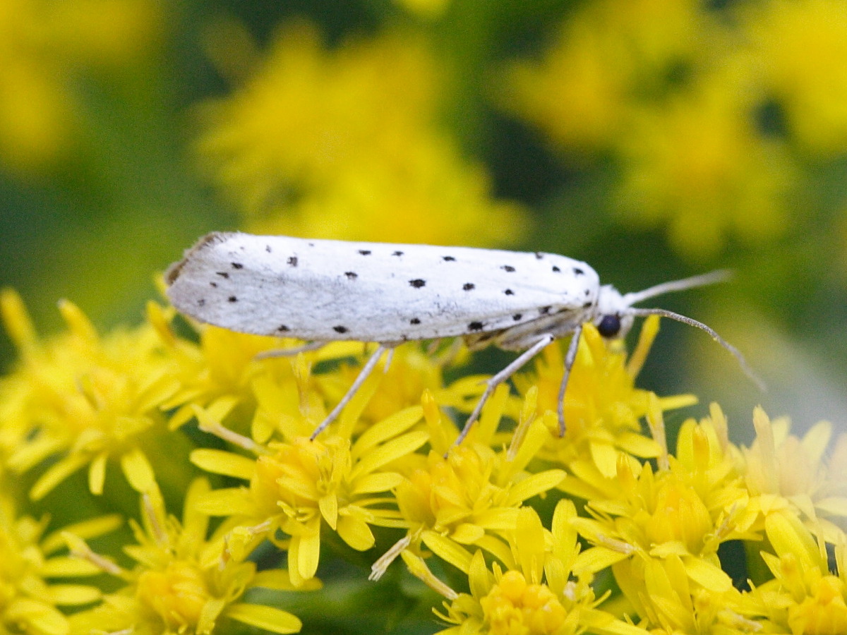 yponomeuta_cagnagella2md