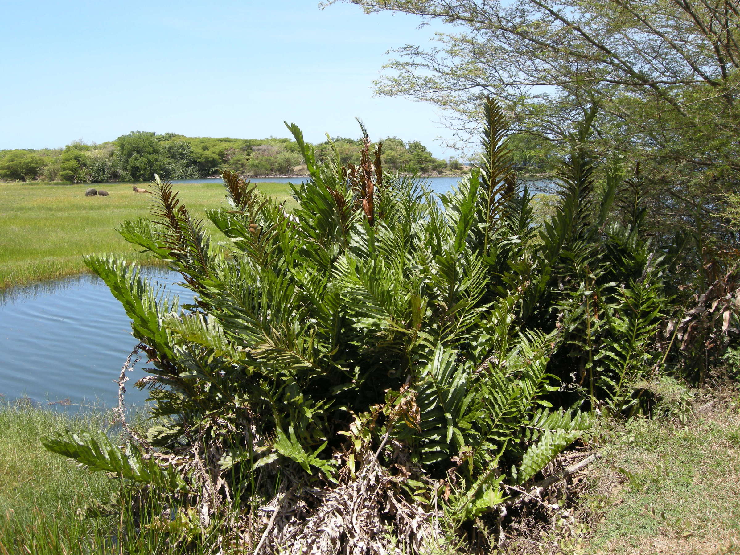 acrostichum_danaeifolium1md