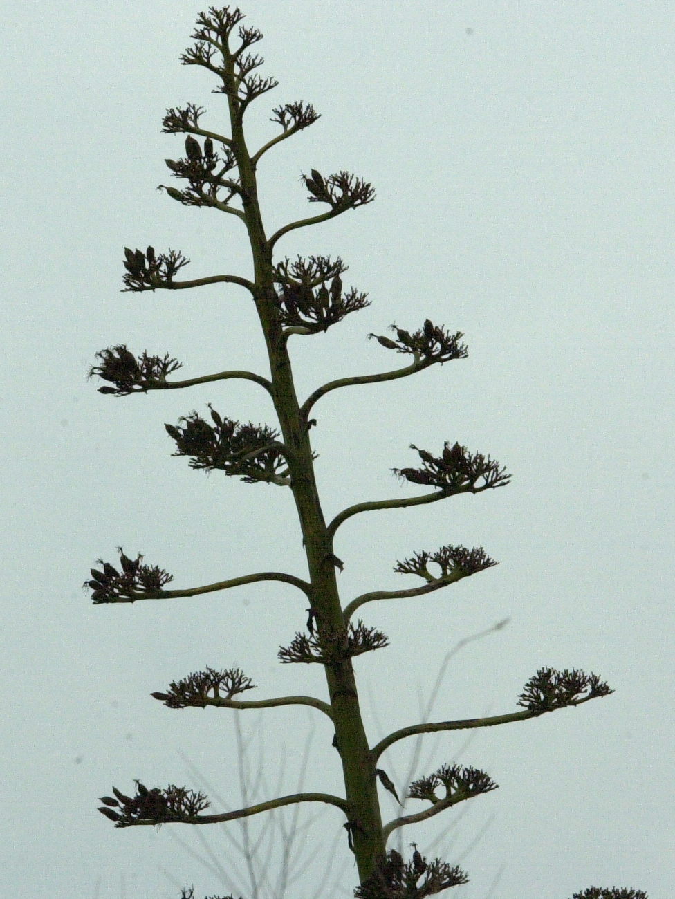 agave_americana1md