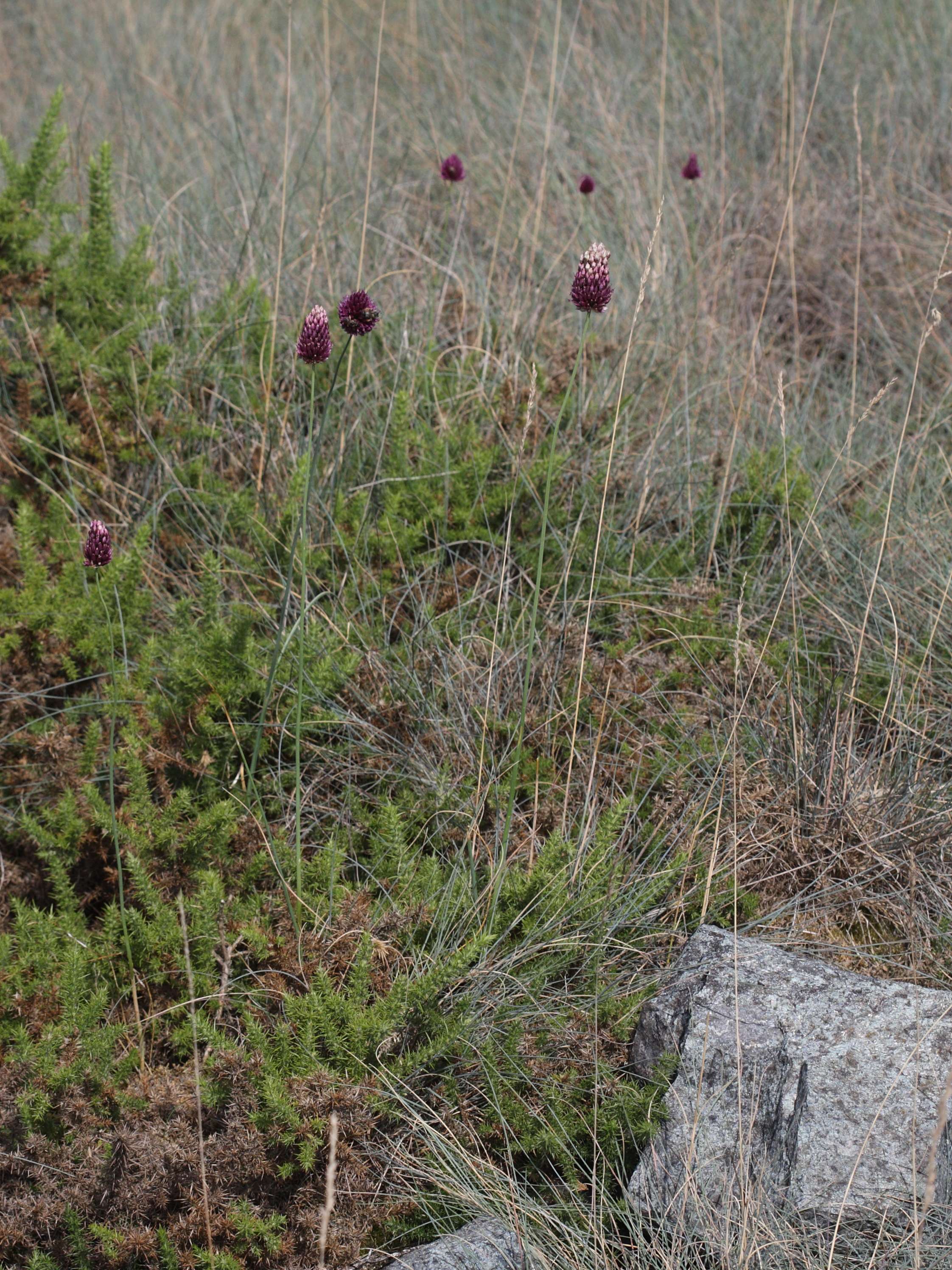 allium_sphaerocephalon4bd