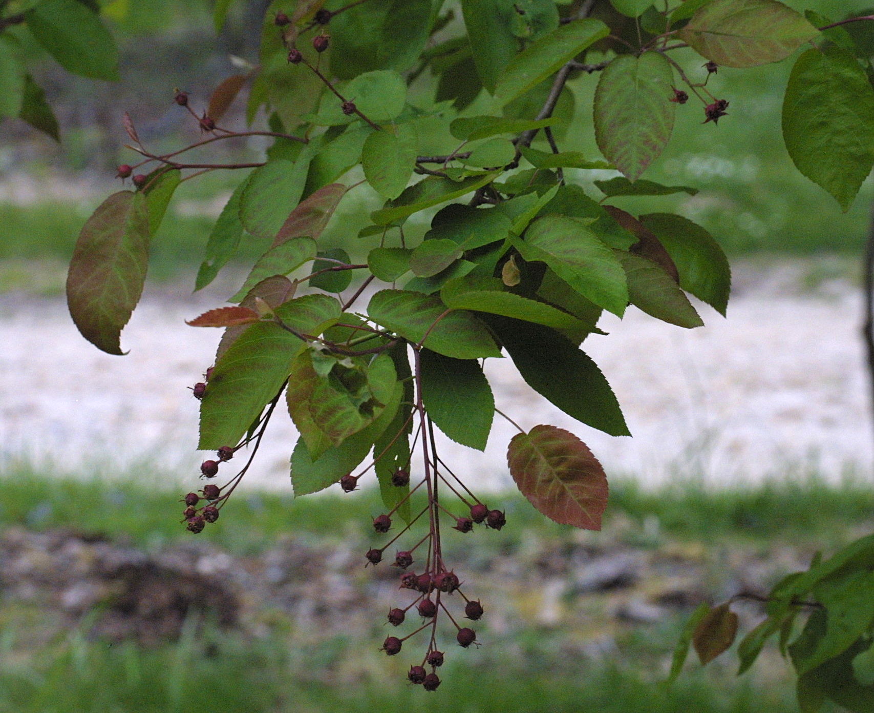 amelanchier_laevis3md