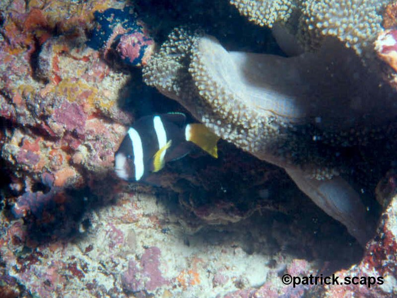 amphiprion_clarkii1ps