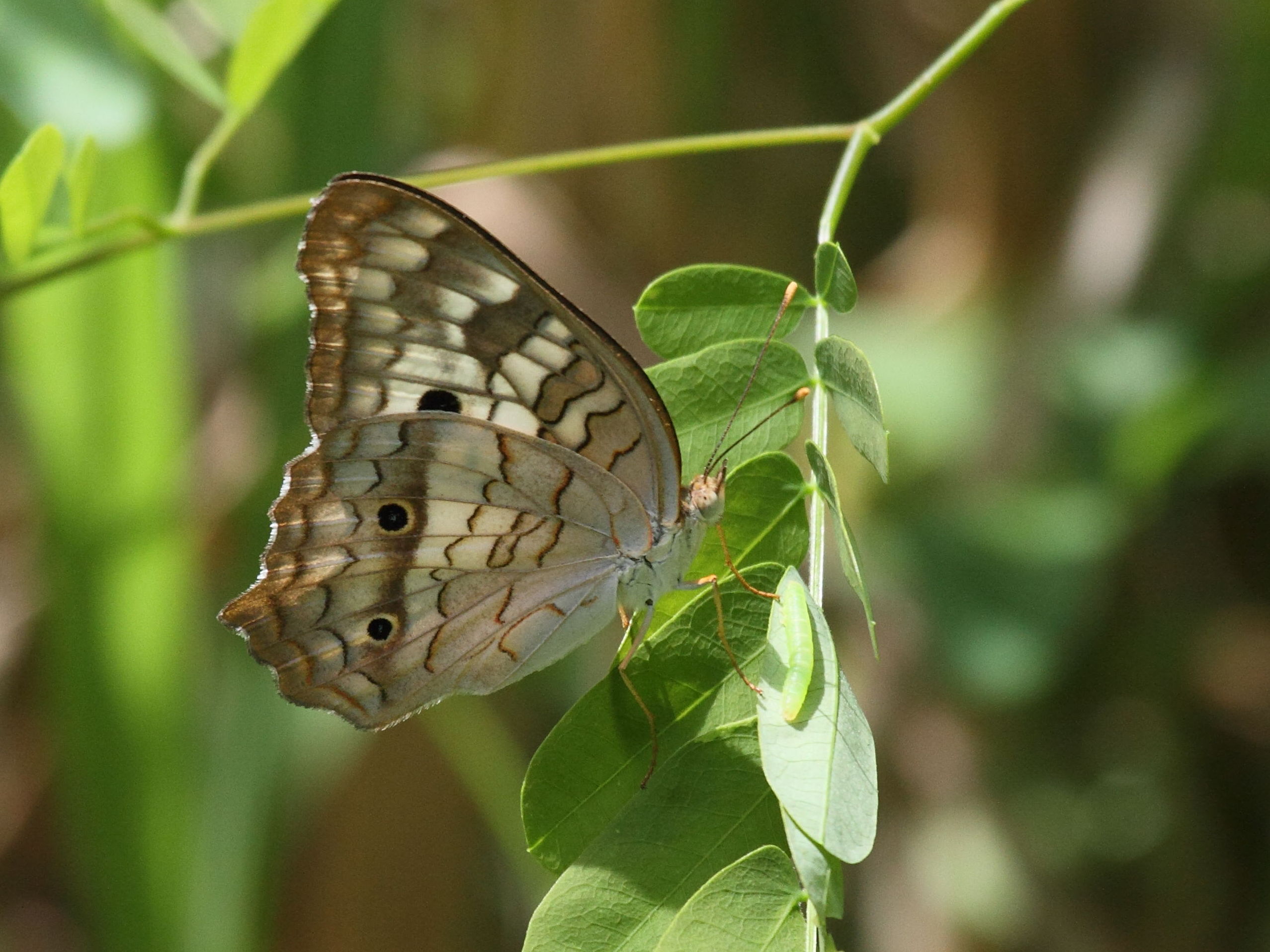 Anartia_jatrophae ssp. jatrophae