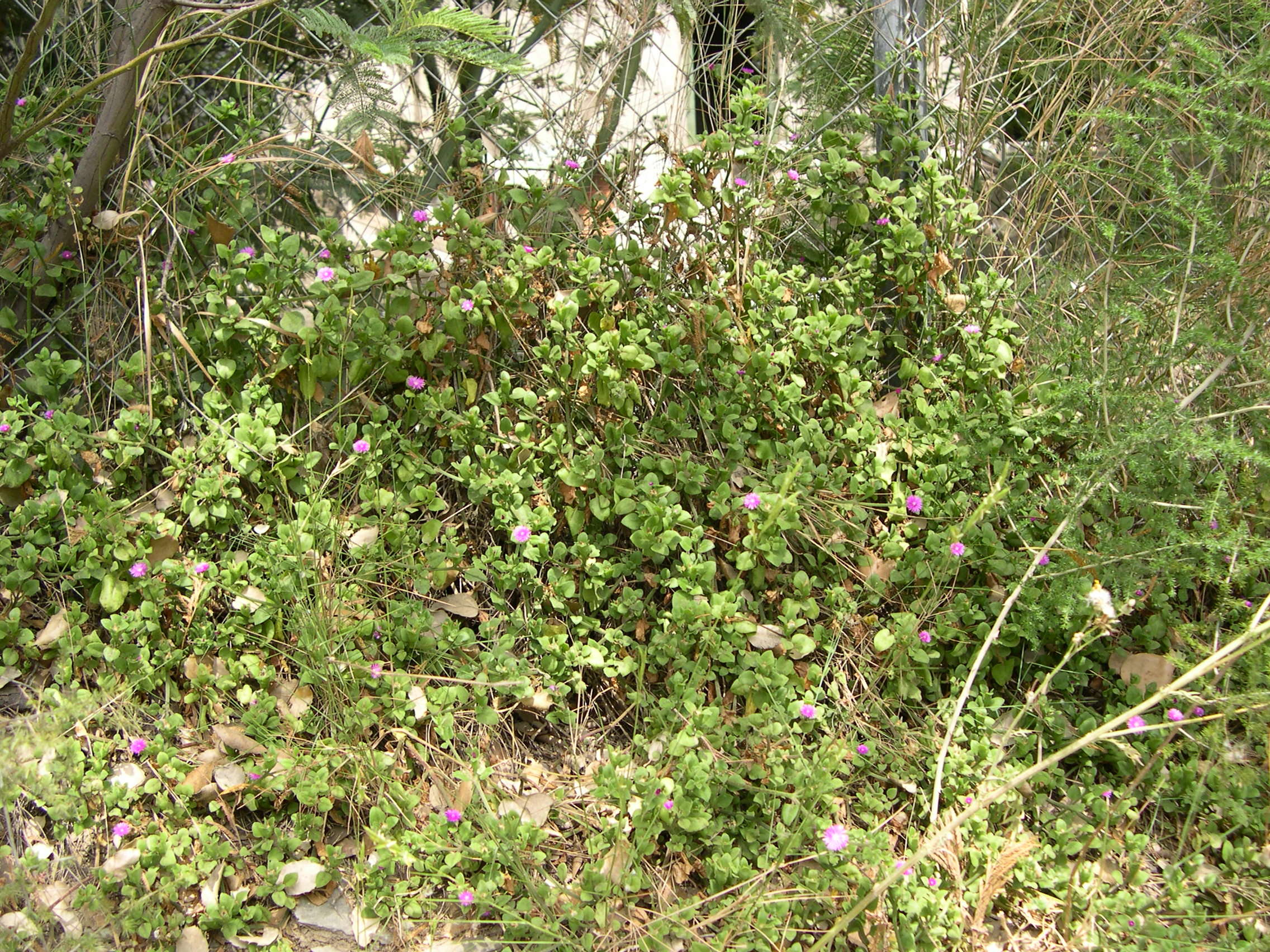 Afficher le média aptenia_cordifolia2md aptenia_cordifolia2md