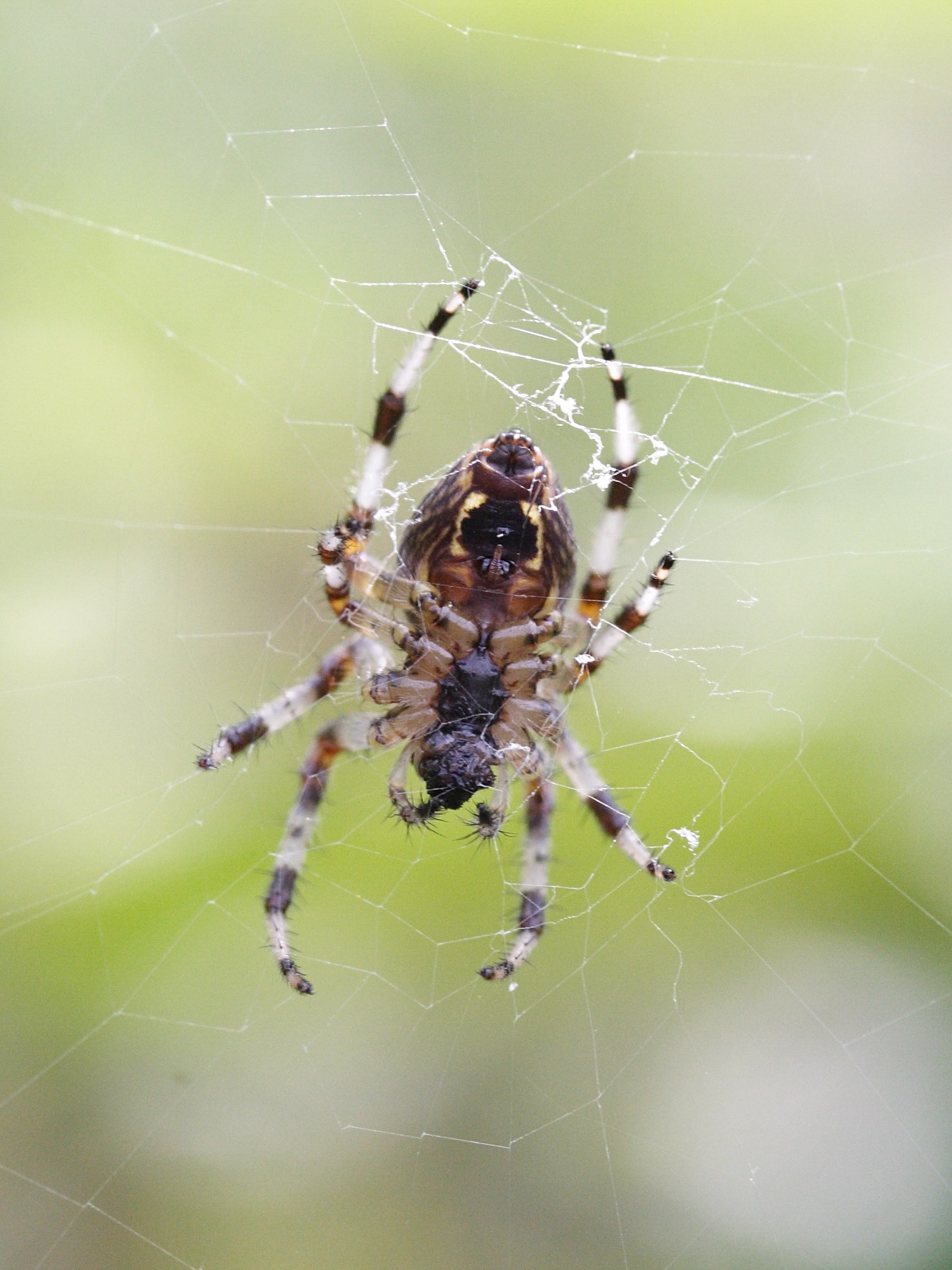 araneus_marmoreus2md