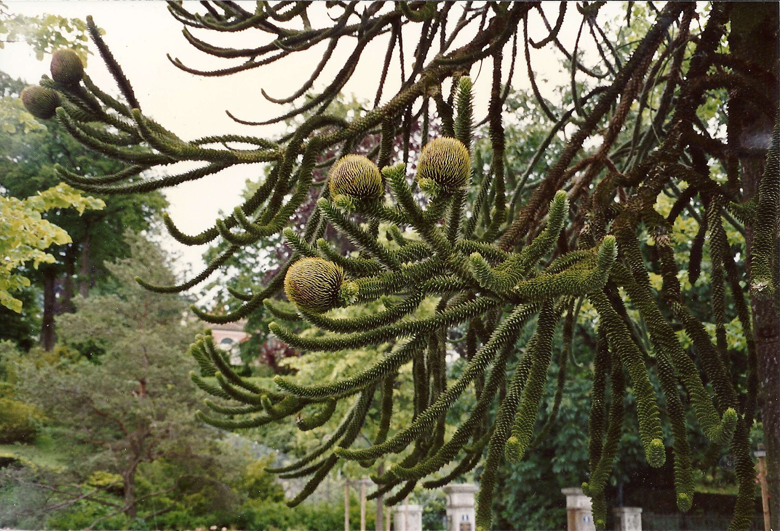 Afficher le média araucaria_araucana4bd araucaria_araucana4bd