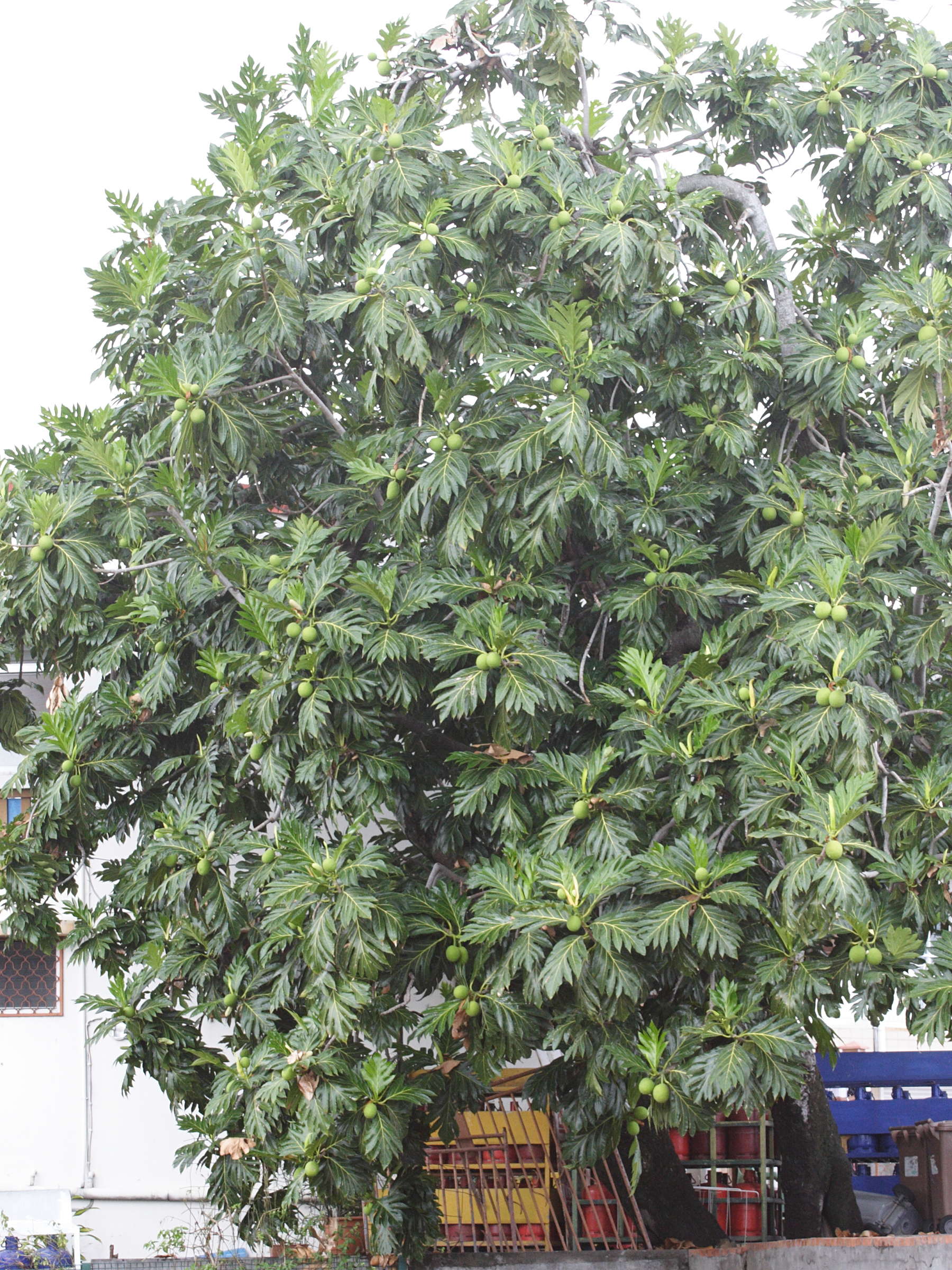 artocarpus_altilis6md