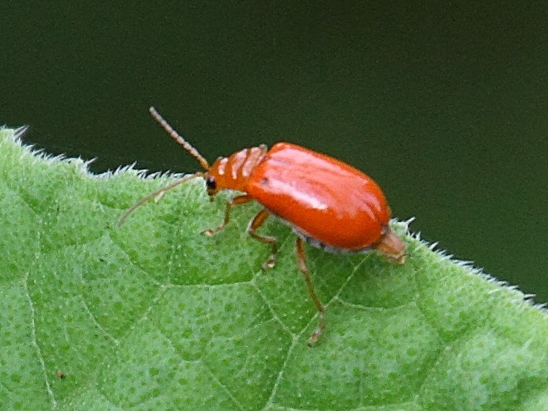 aulacophora_foveicollis1bd