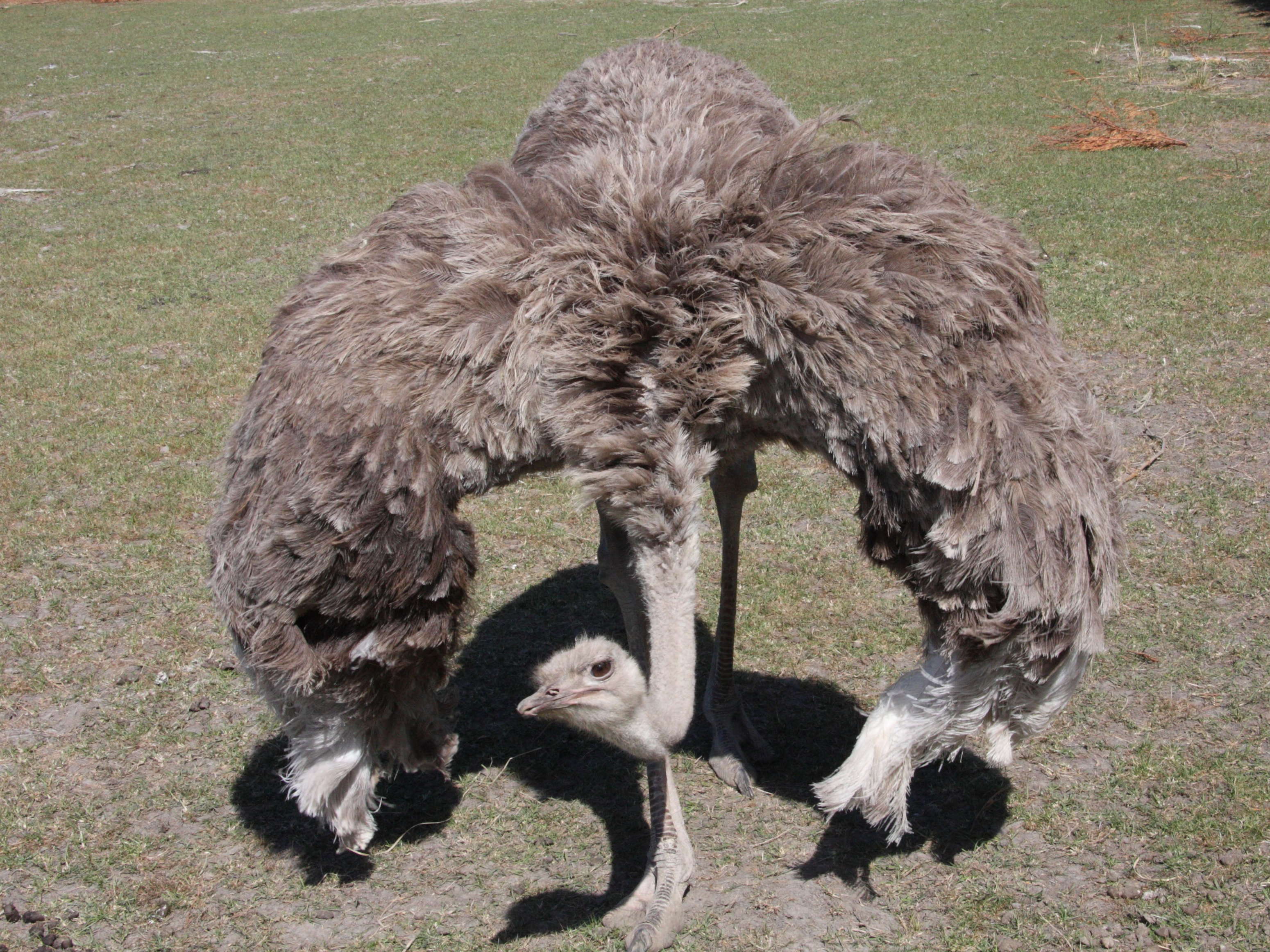 autruche_d-afrique_-_struthio_camelus1amd