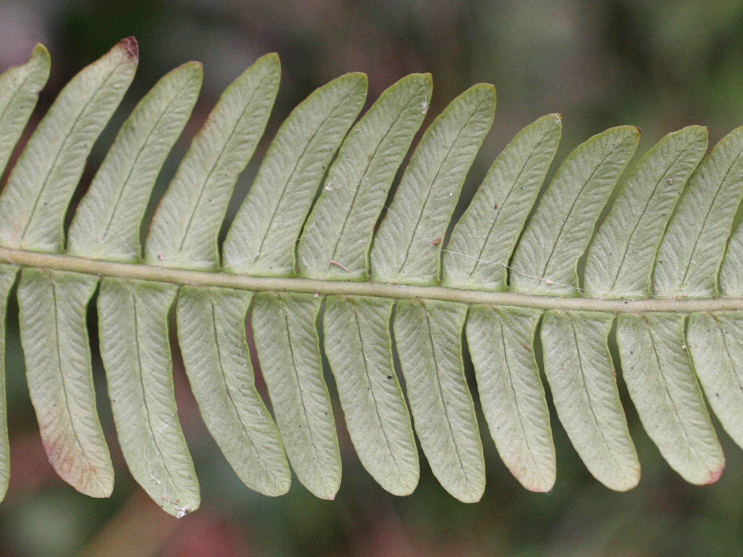 blechnum_spicant3md