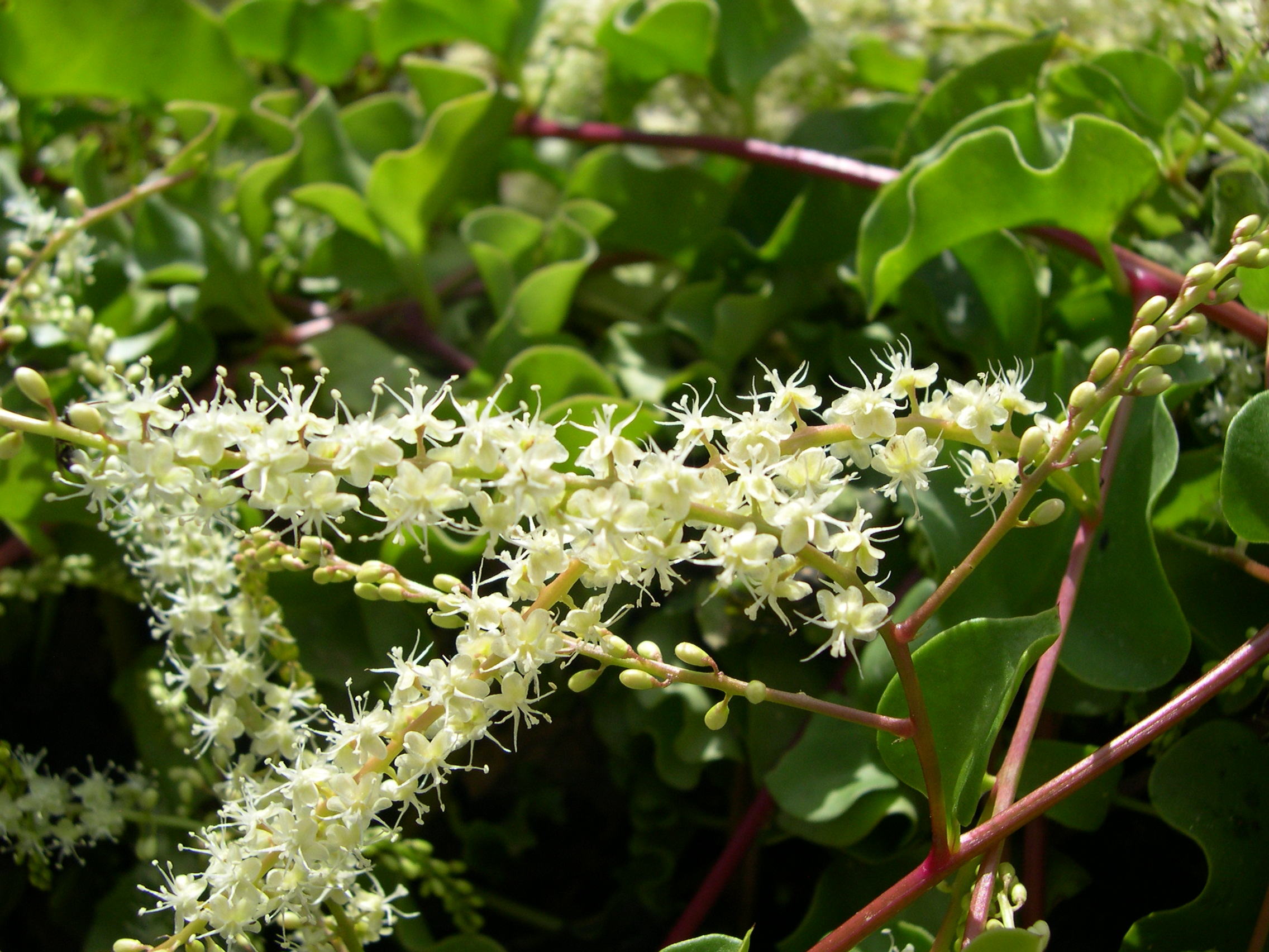 Boussingaultia_cordifolia