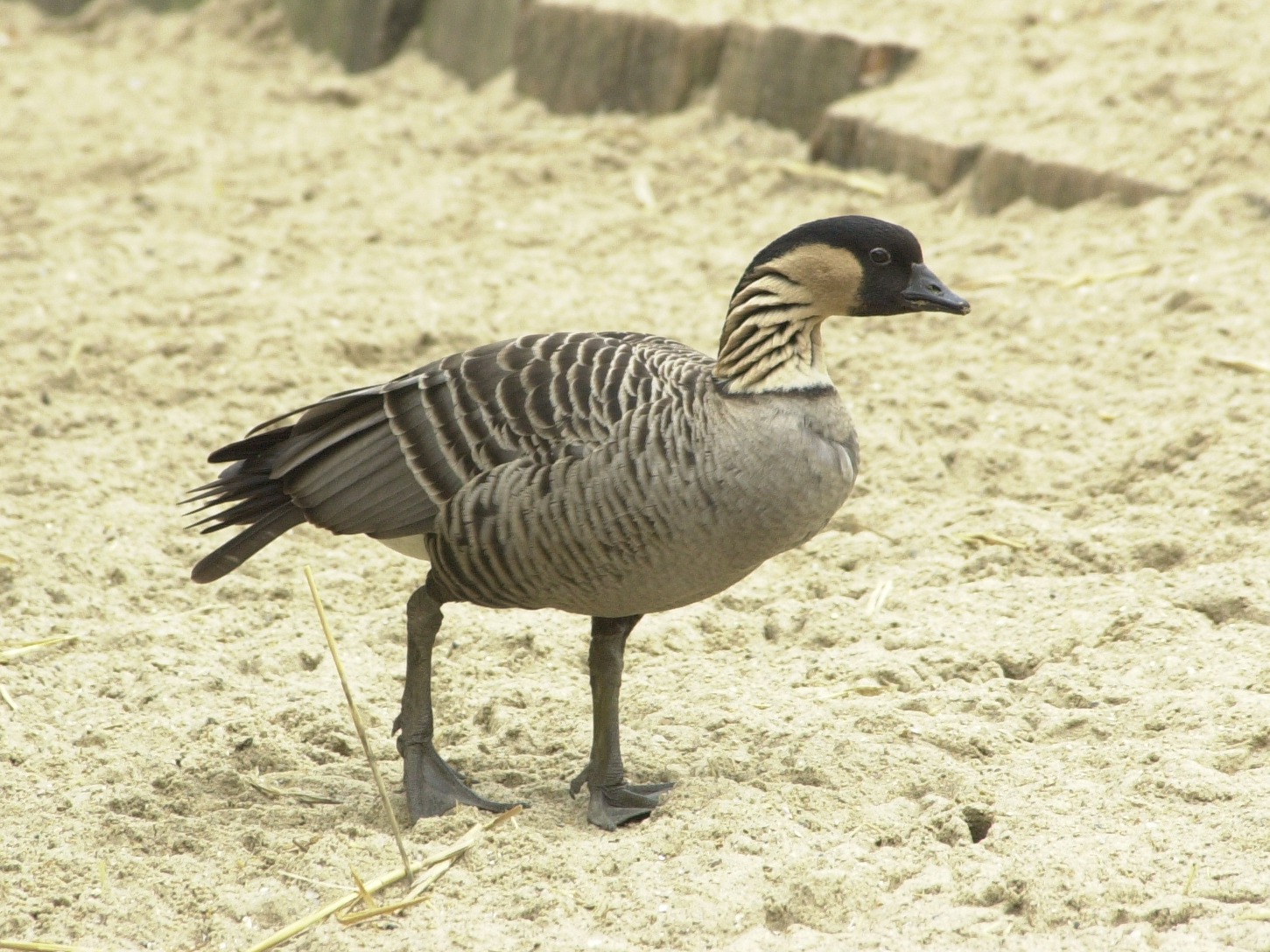 Branta_sandvicensis