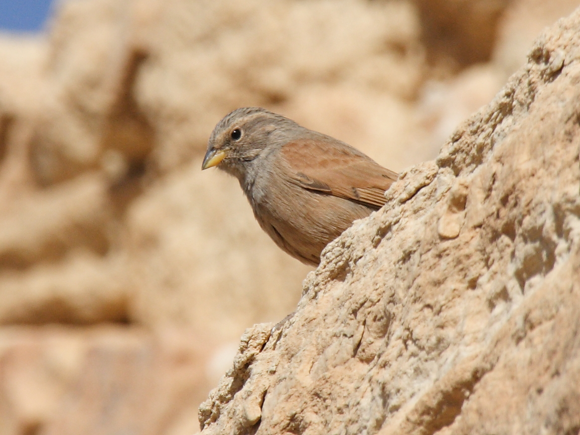 bruant_striole_-_emberiza_striolata2bd