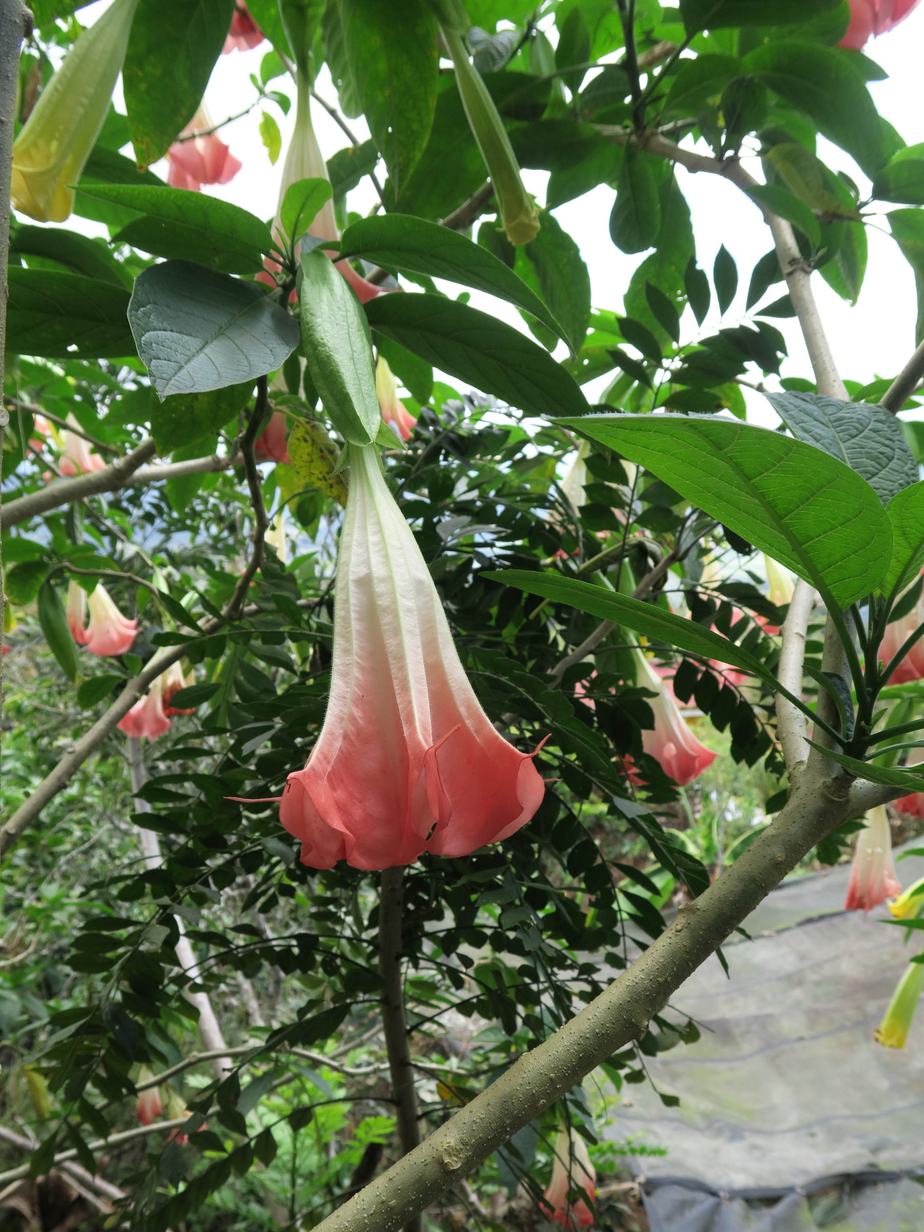brugmansia_sanguinea1md