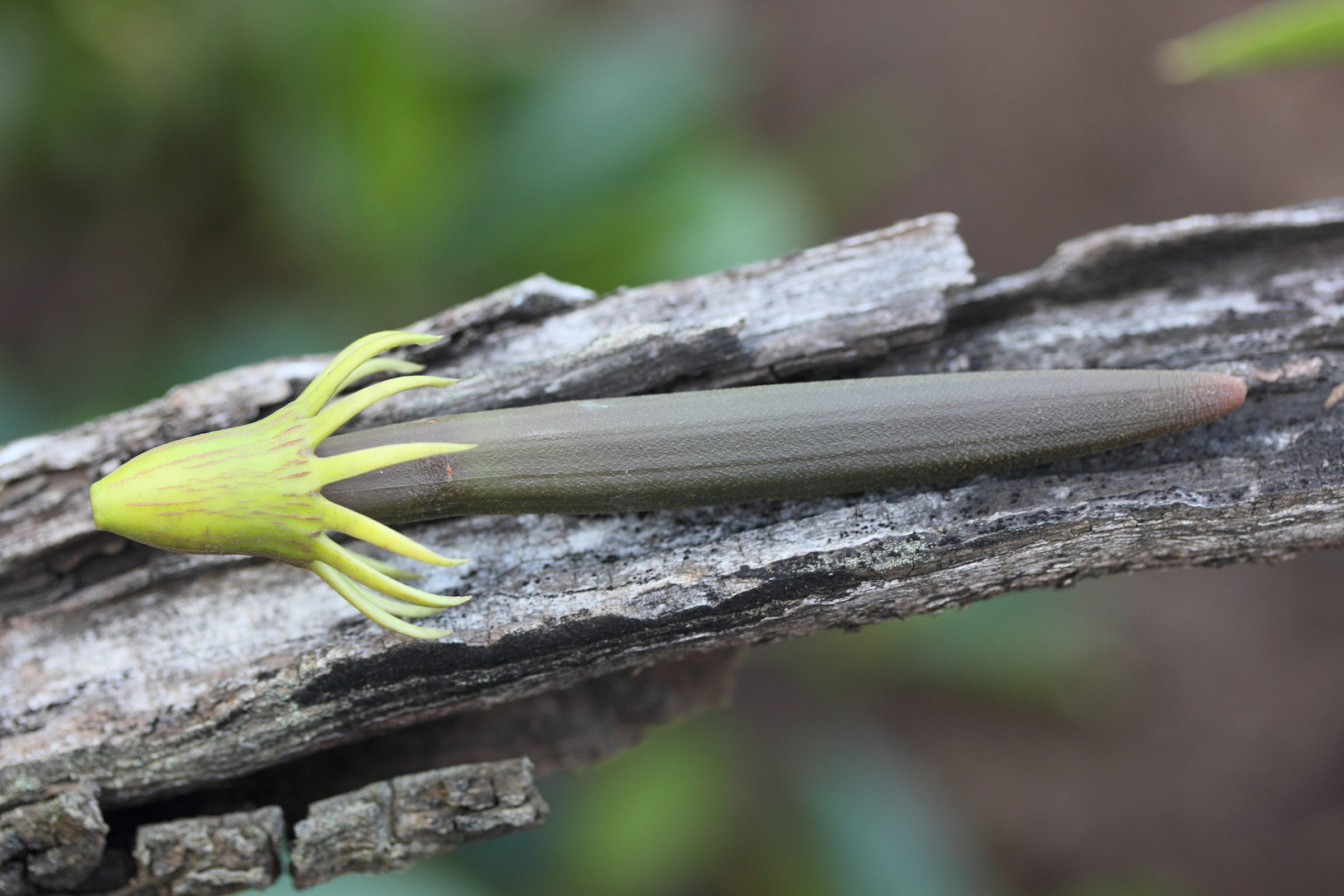 Afficher le média Bruguiera_gymnorhiza Bruguiera_gymnorhiza