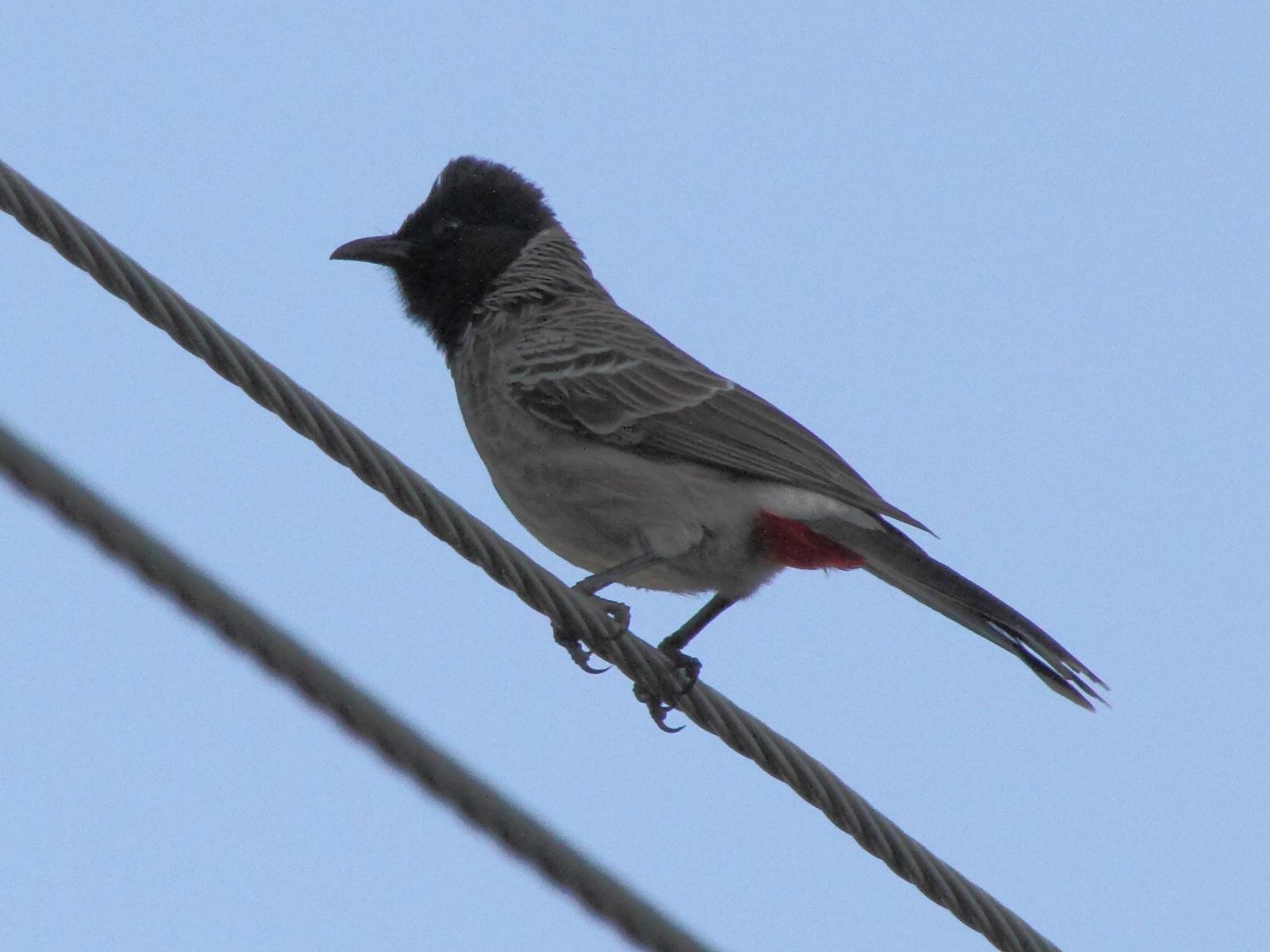 bulbul_a_ventre_rouge_-_pycnonotus_cafer4md