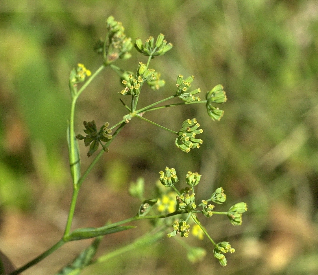 bupleurum_falcatum4md