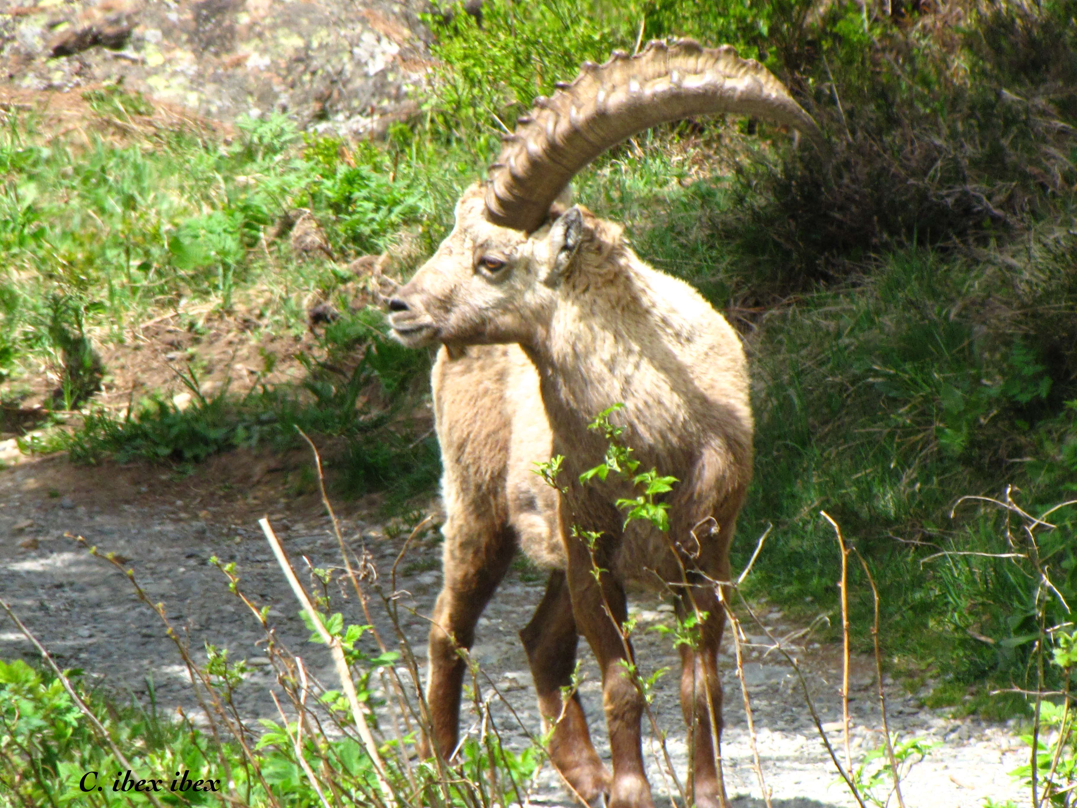capra_ibex_ibex5fc