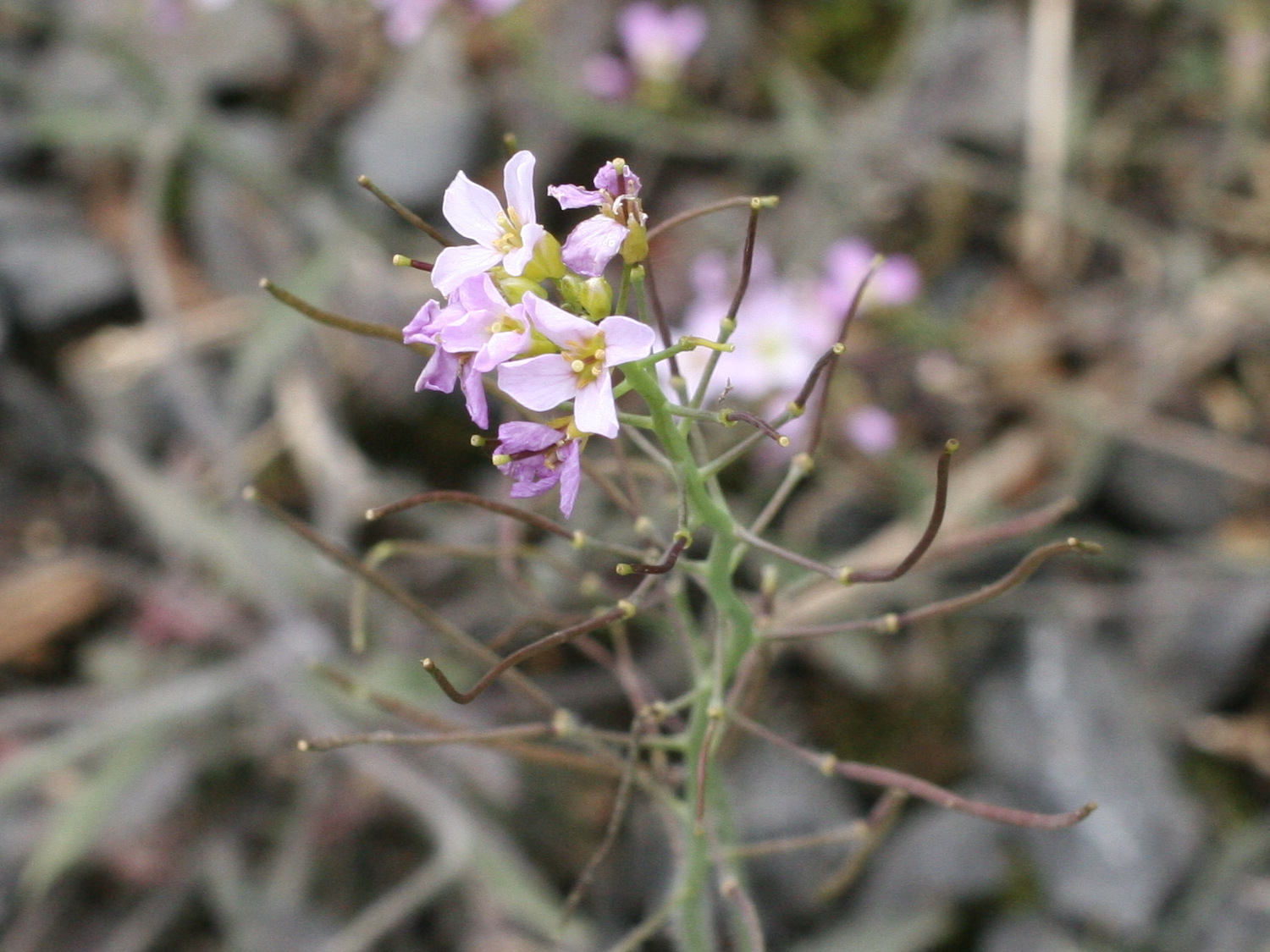 Afficher le média cardaminopsis_arenosa2md cardaminopsis_arenosa2md