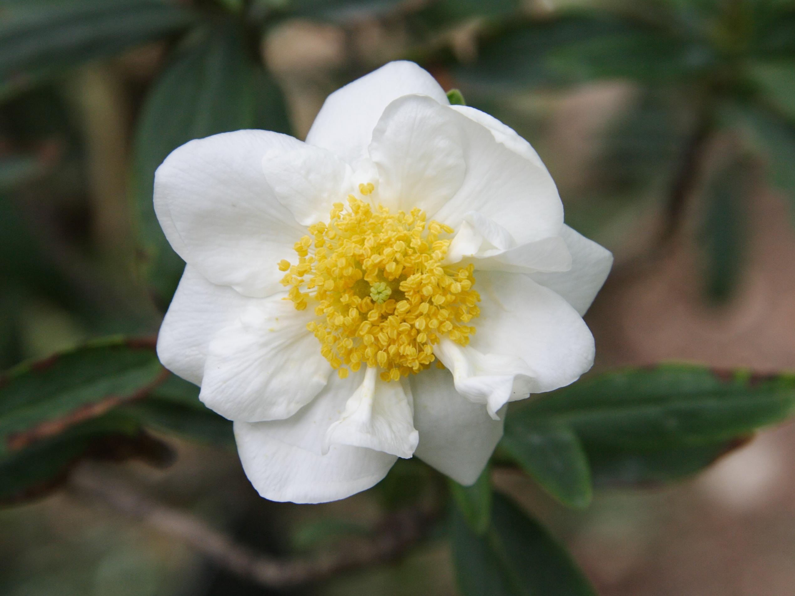 Afficher le média carpenteria_californica2md carpenteria_californica2md