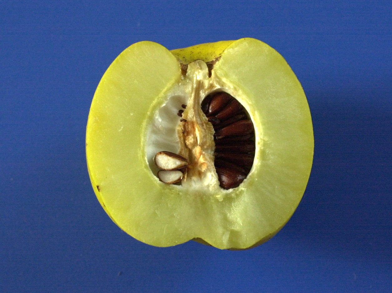 chaenomeles_japonica7md