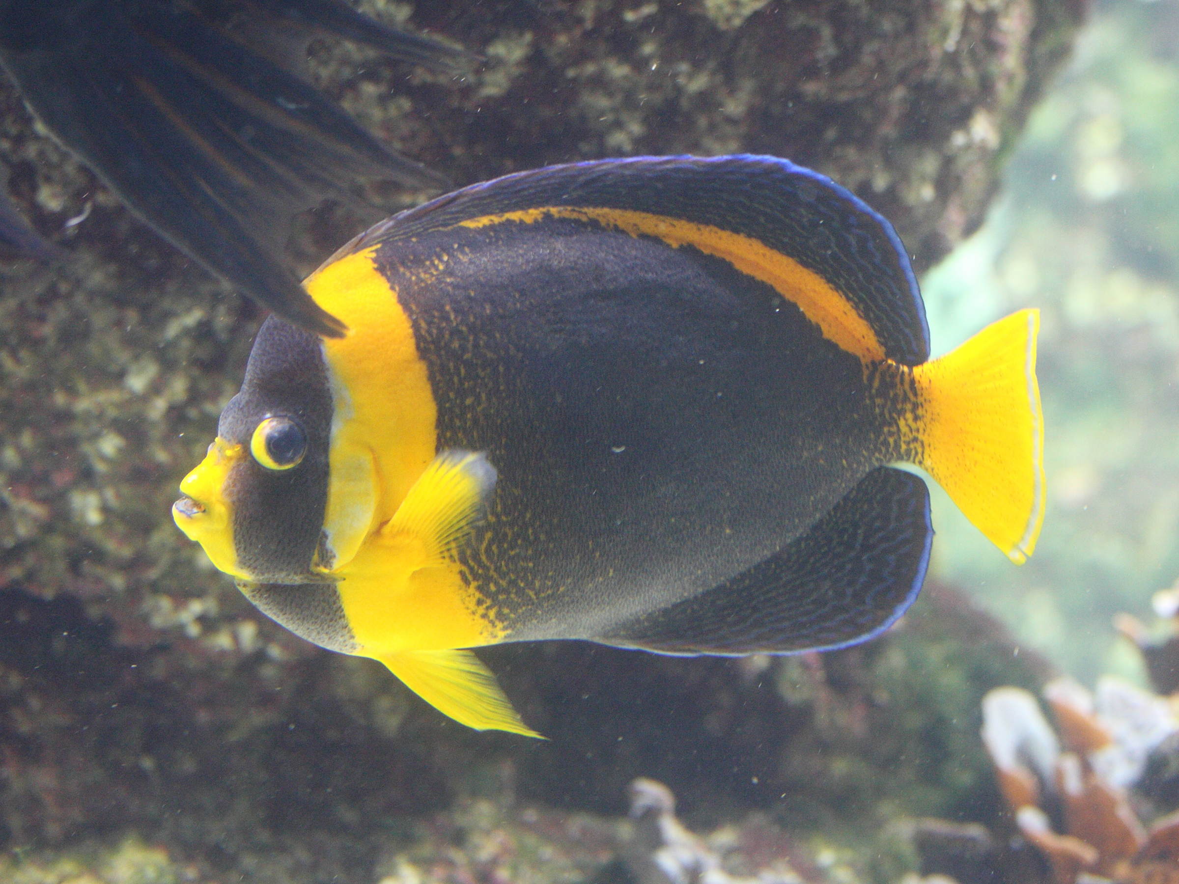 chaetodontoplus_duboulayi4md