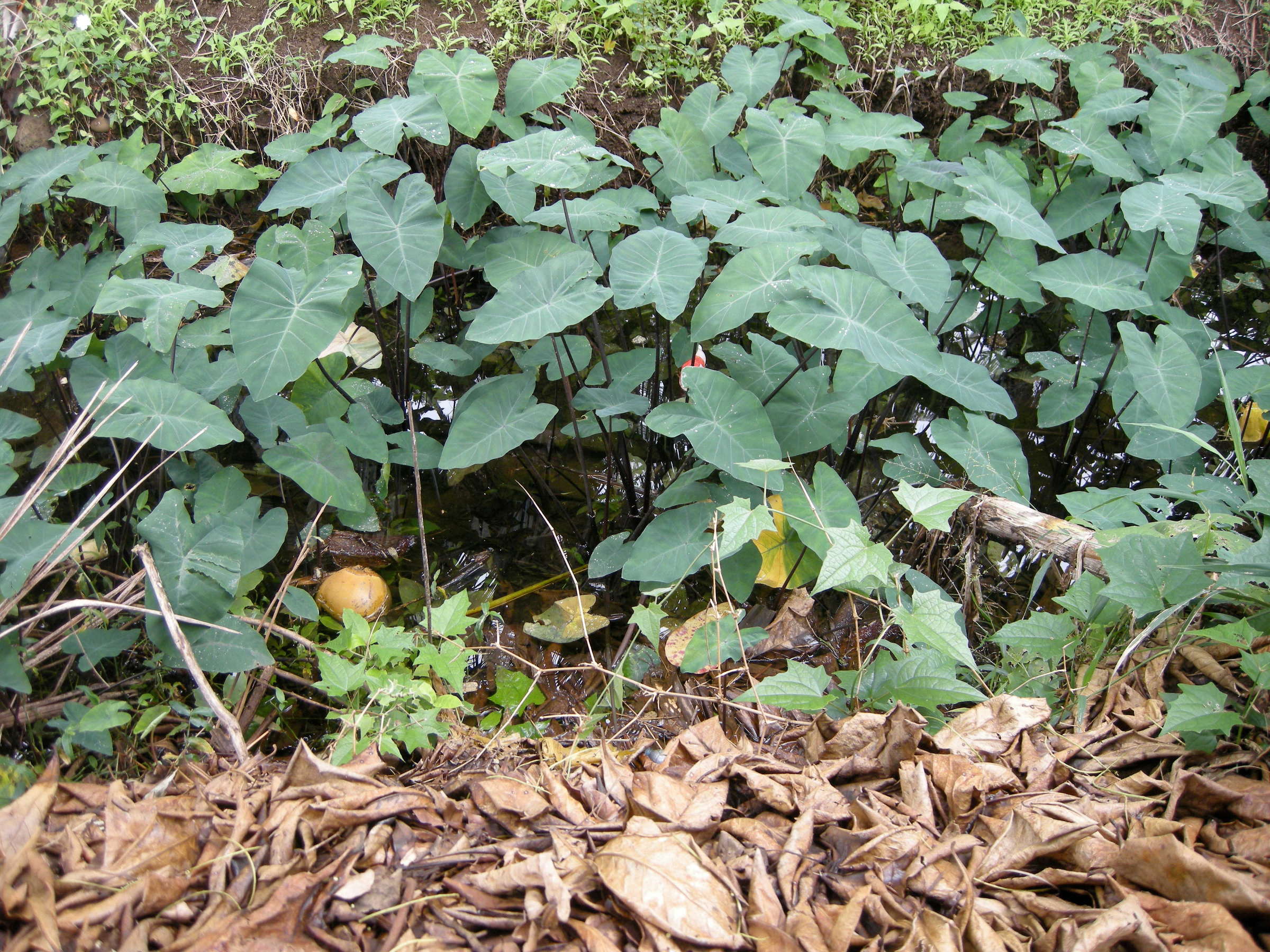 colocasia_esculenta1md