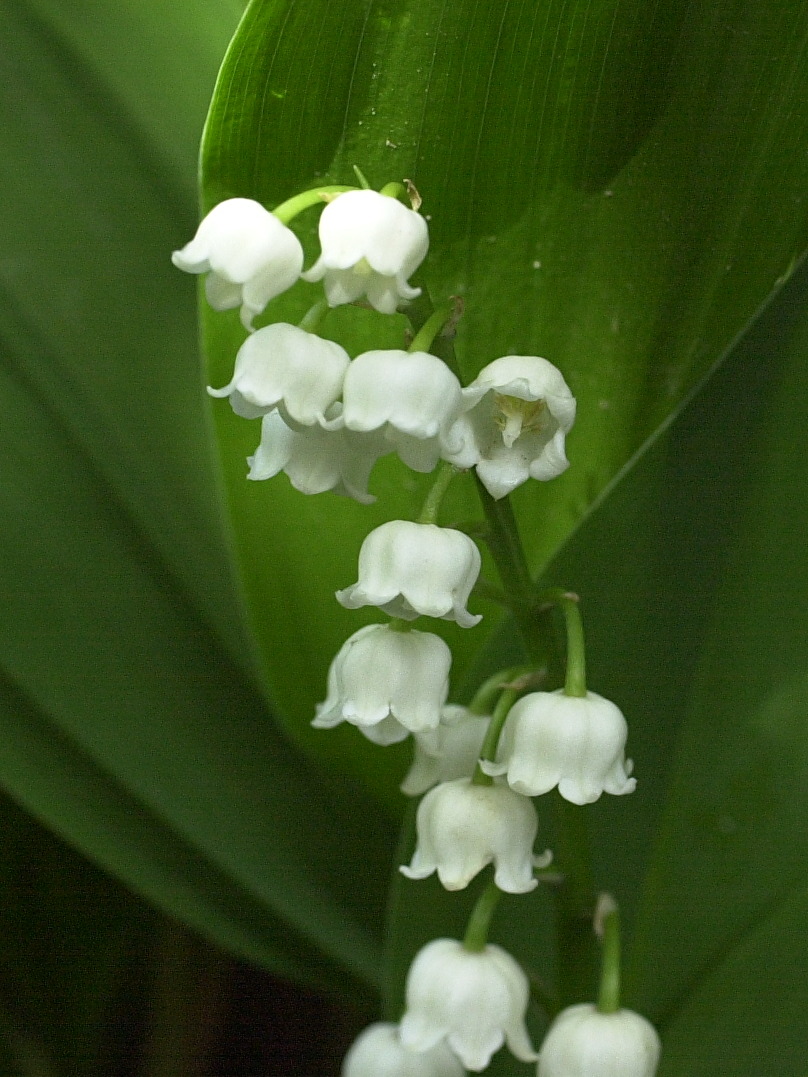 convallaria_maialis4md