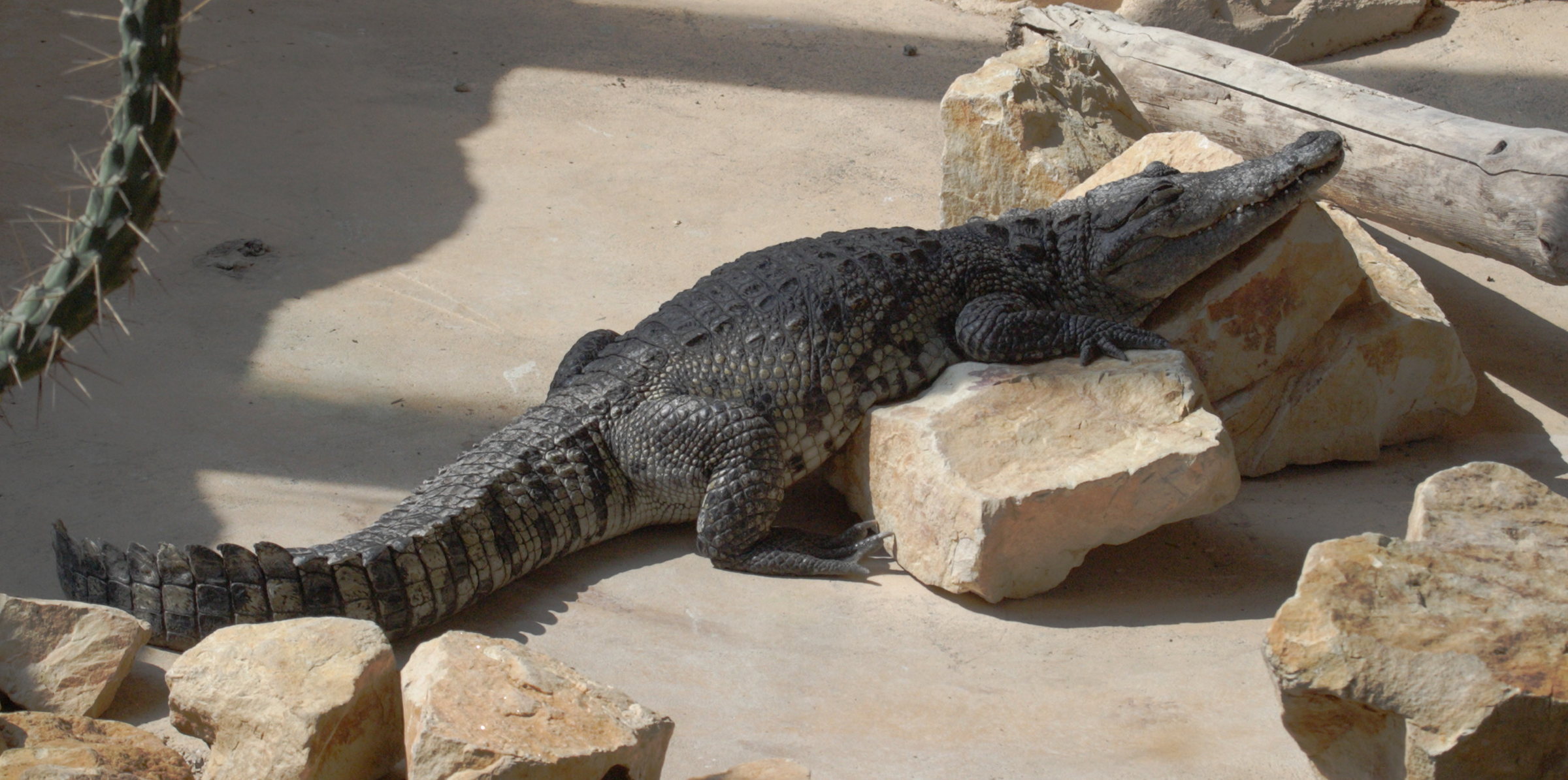 Afficher le média crocodylus_moreletti1bd crocodylus_moreletti1bd