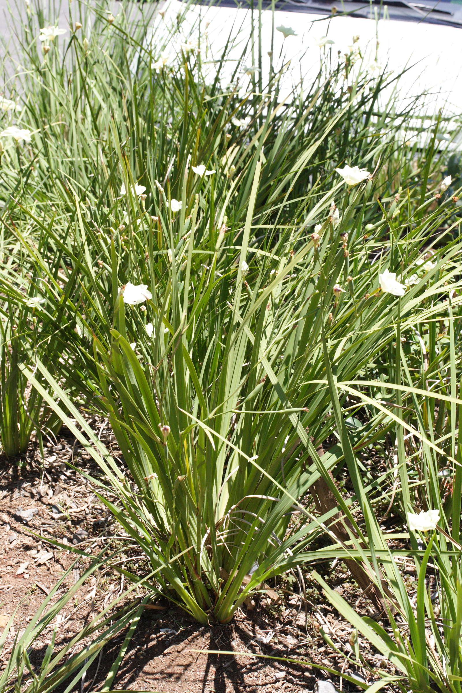 dietes_bicolor1md