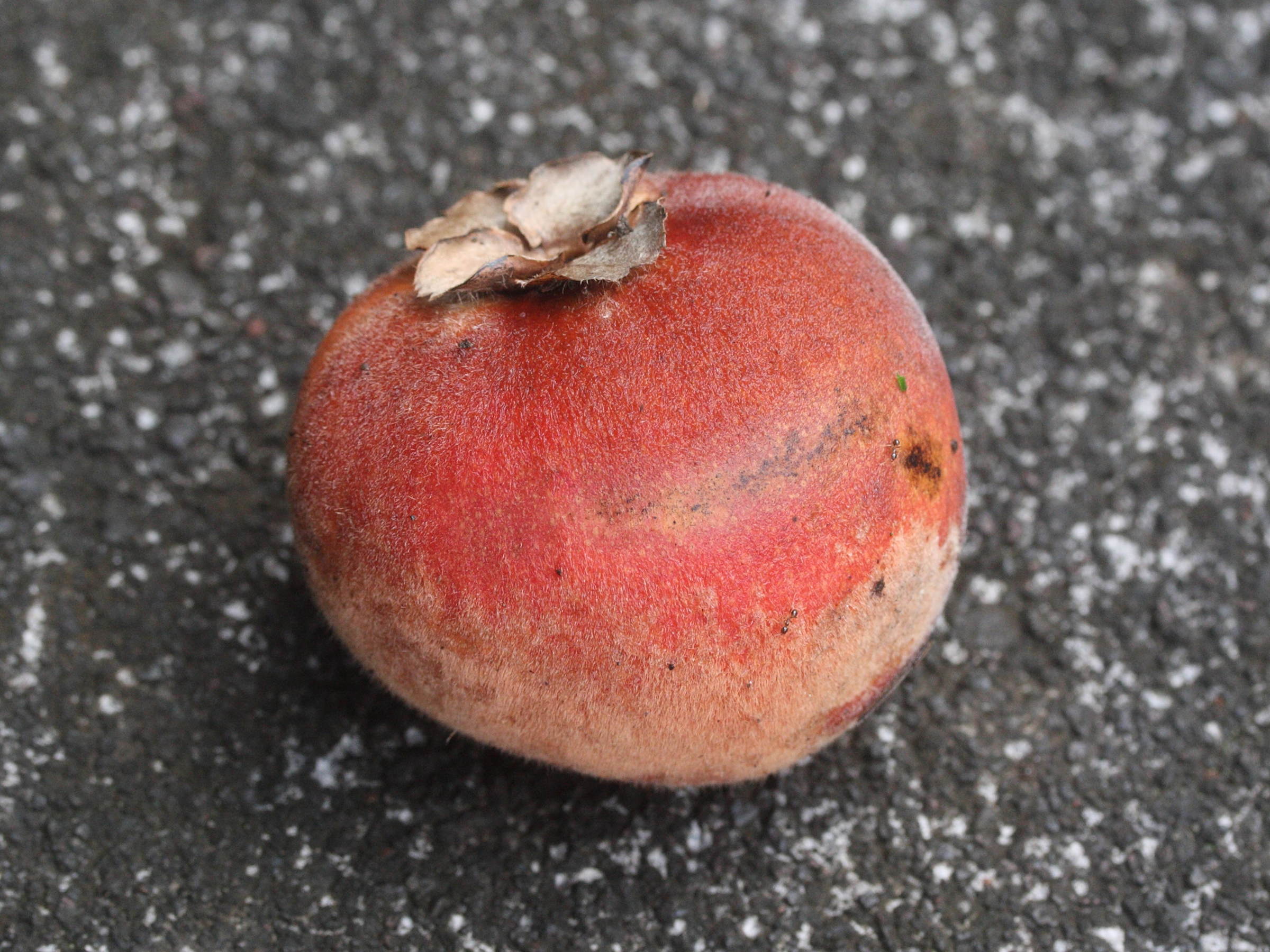 Afficher le média diospyros_blancoi3md diospyros_blancoi3md