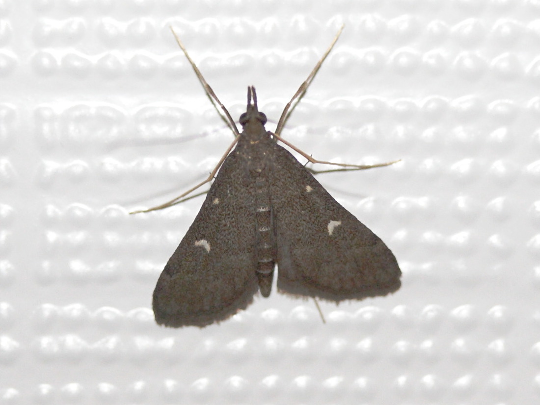 dolicharthria_punctalis1md