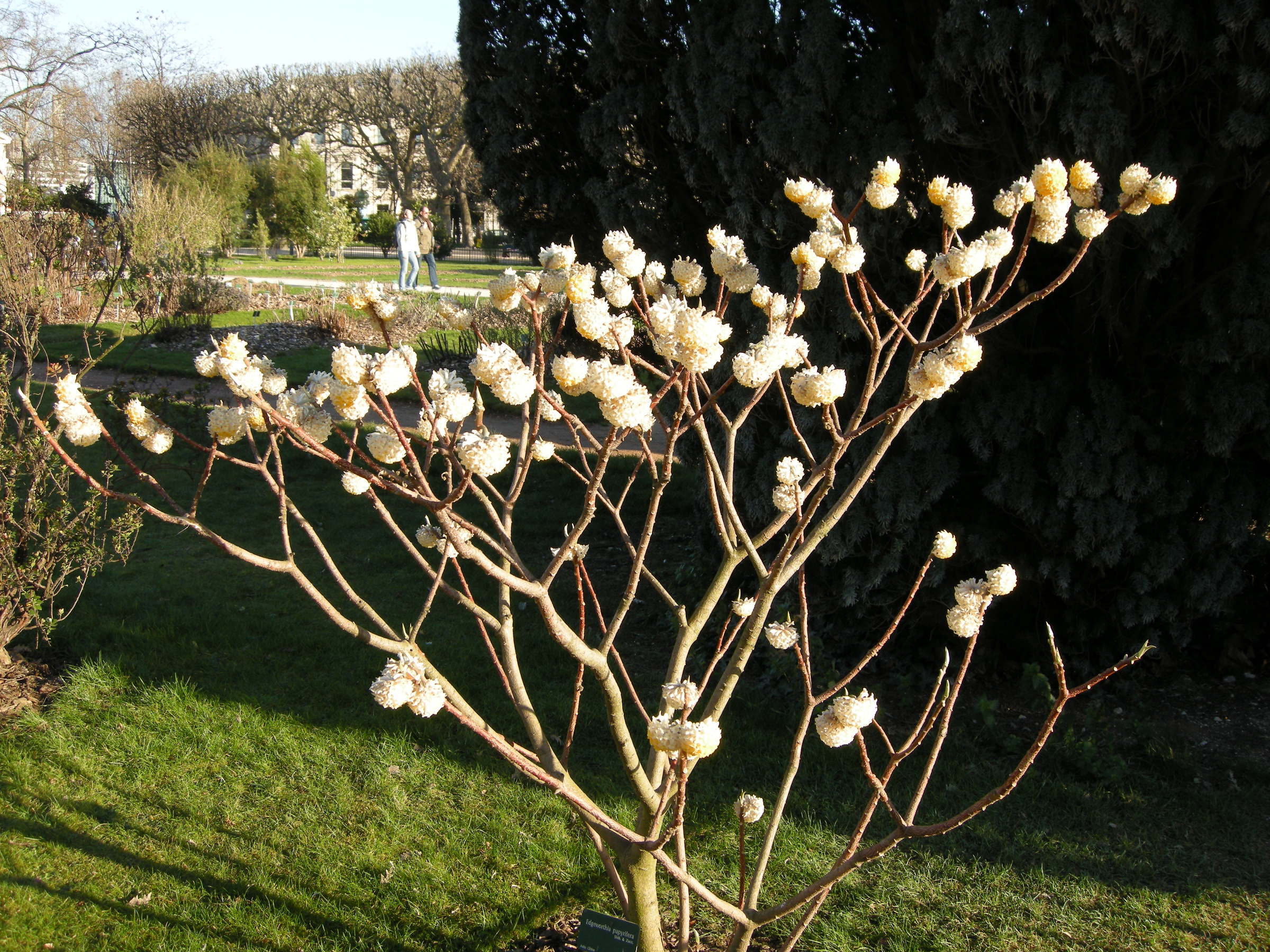 Afficher le média edgeworthia_papyrifera1md edgeworthia_papyrifera1md