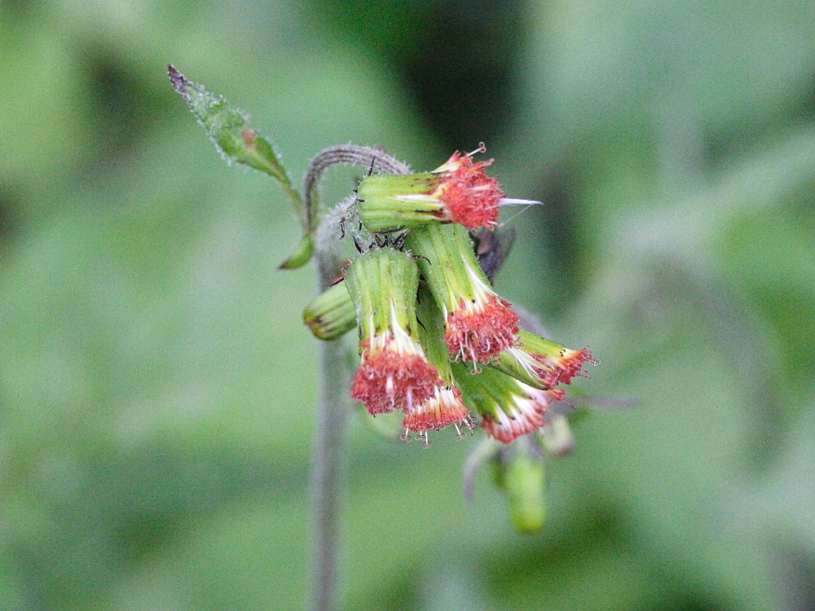 emilia_sonchifolia2md