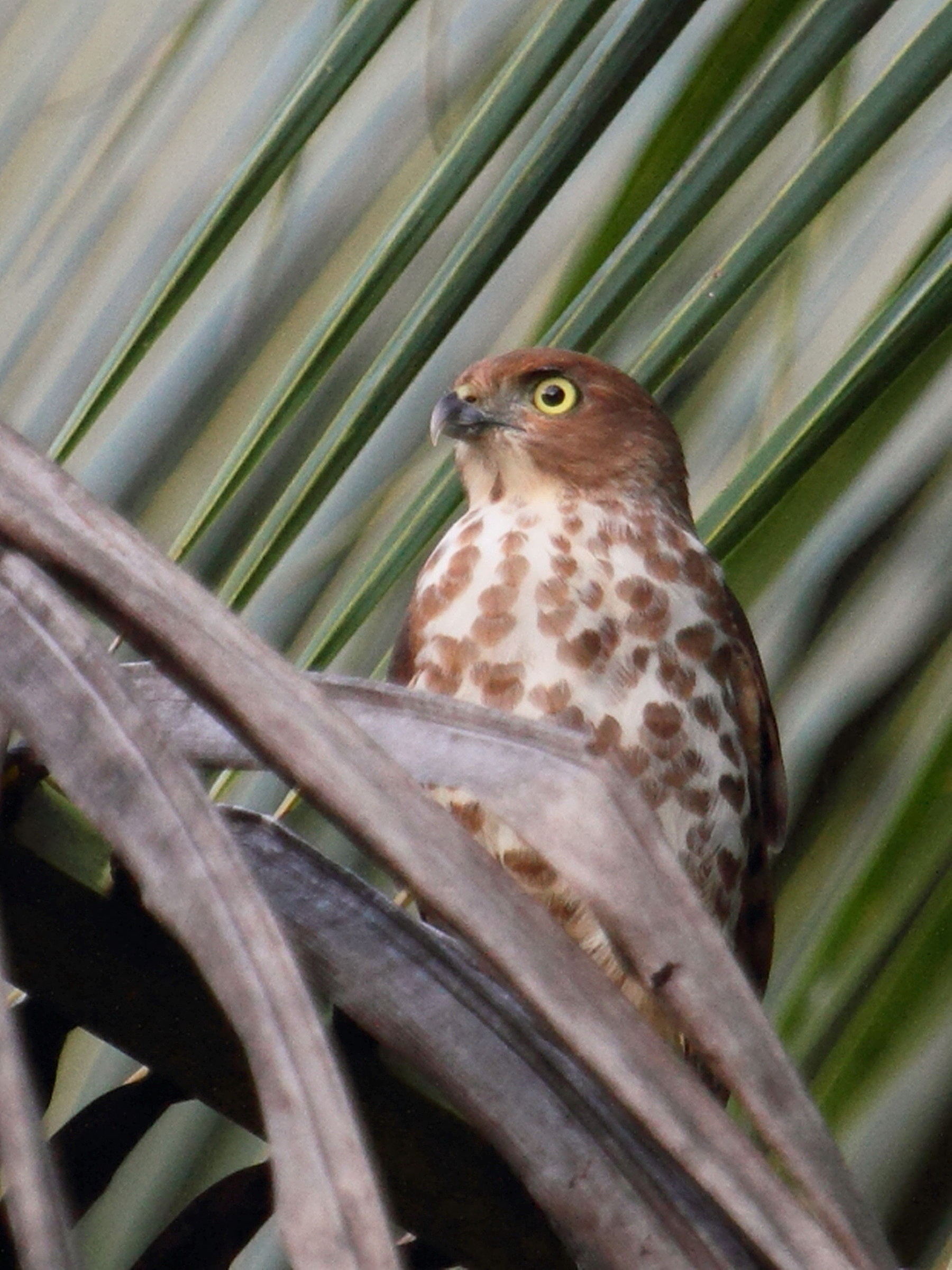 Afficher le média epervier_de_frances_-_accipiter_francesiae1bd epervier_de_frances_-_accipiter_francesiae1bd