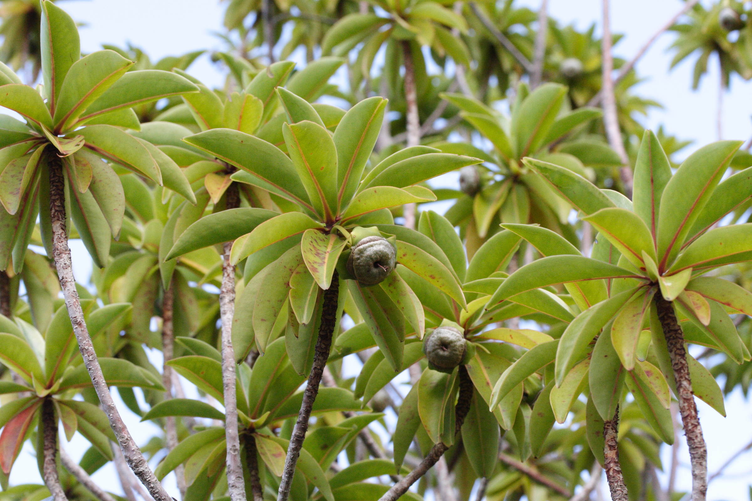 foetidia_mauritiana3md